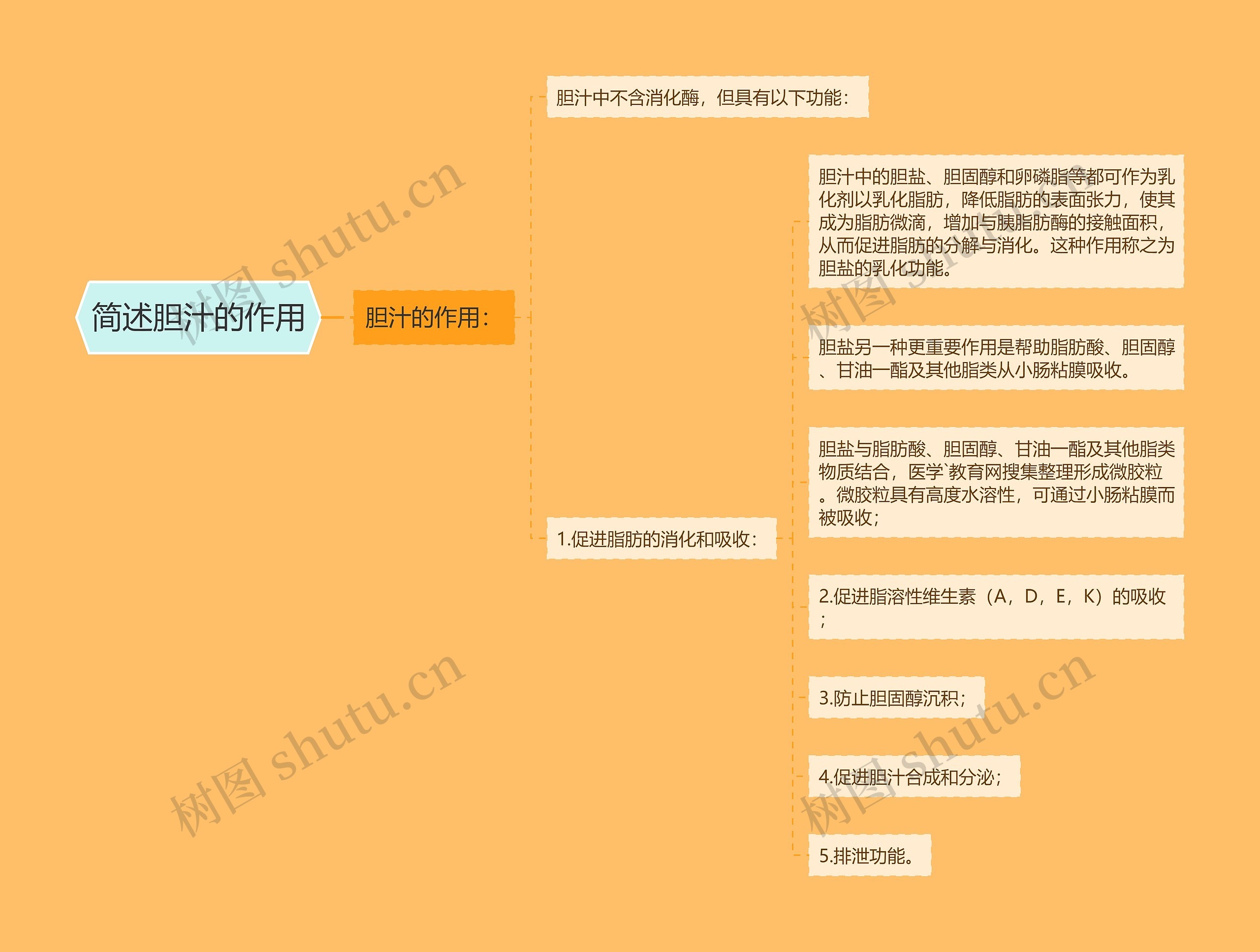 简述胆汁的作用思维导图