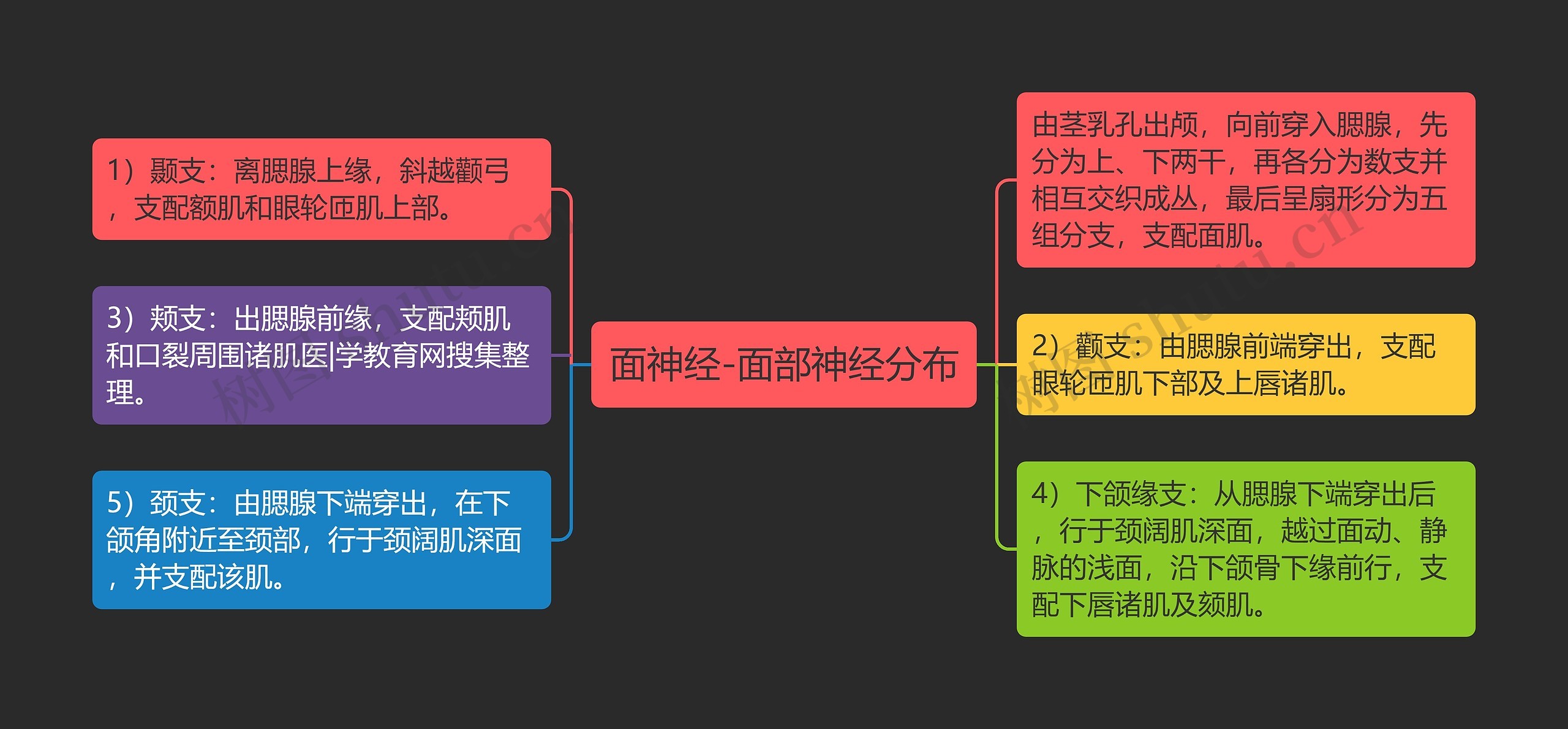 面神经-面部神经分布思维导图