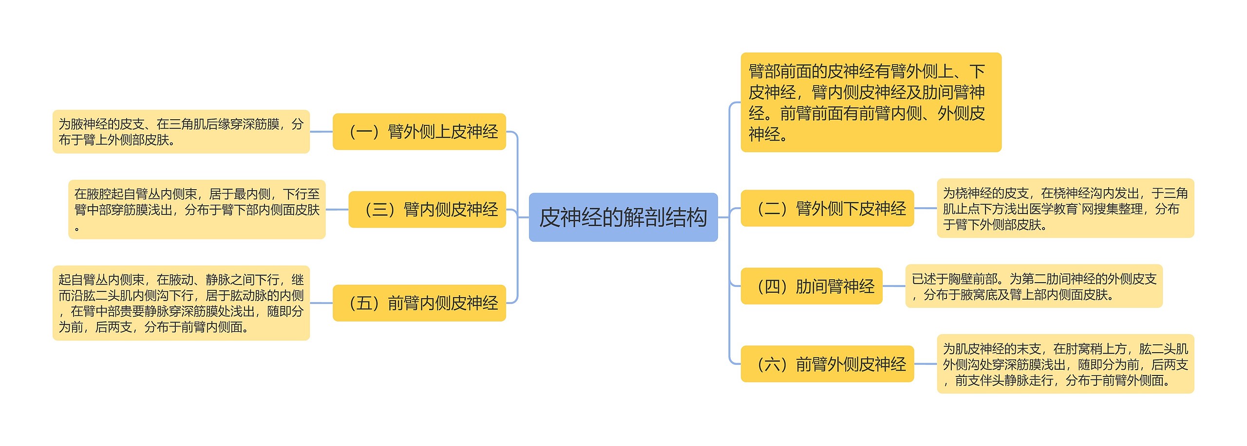 皮神经的解剖结构