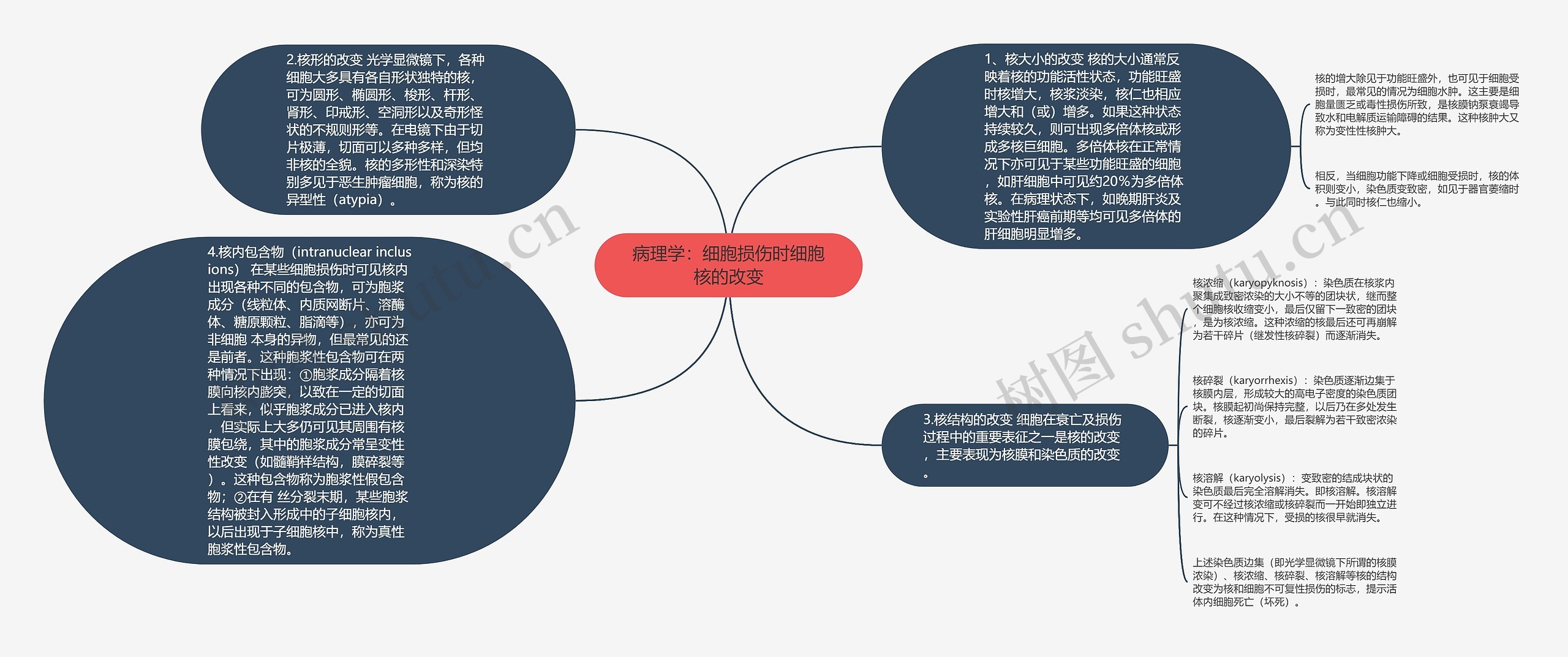 病理学：细胞损伤时细胞核的改变思维导图