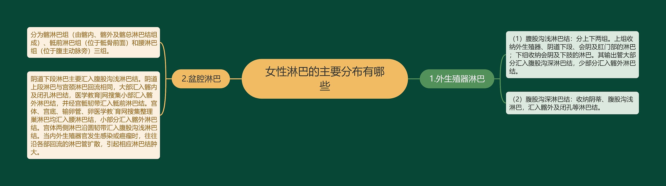 女性淋巴的主要分布有哪些 女性淋巴的主要分布有哪些