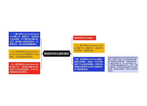 臀部的神经位置和解剖