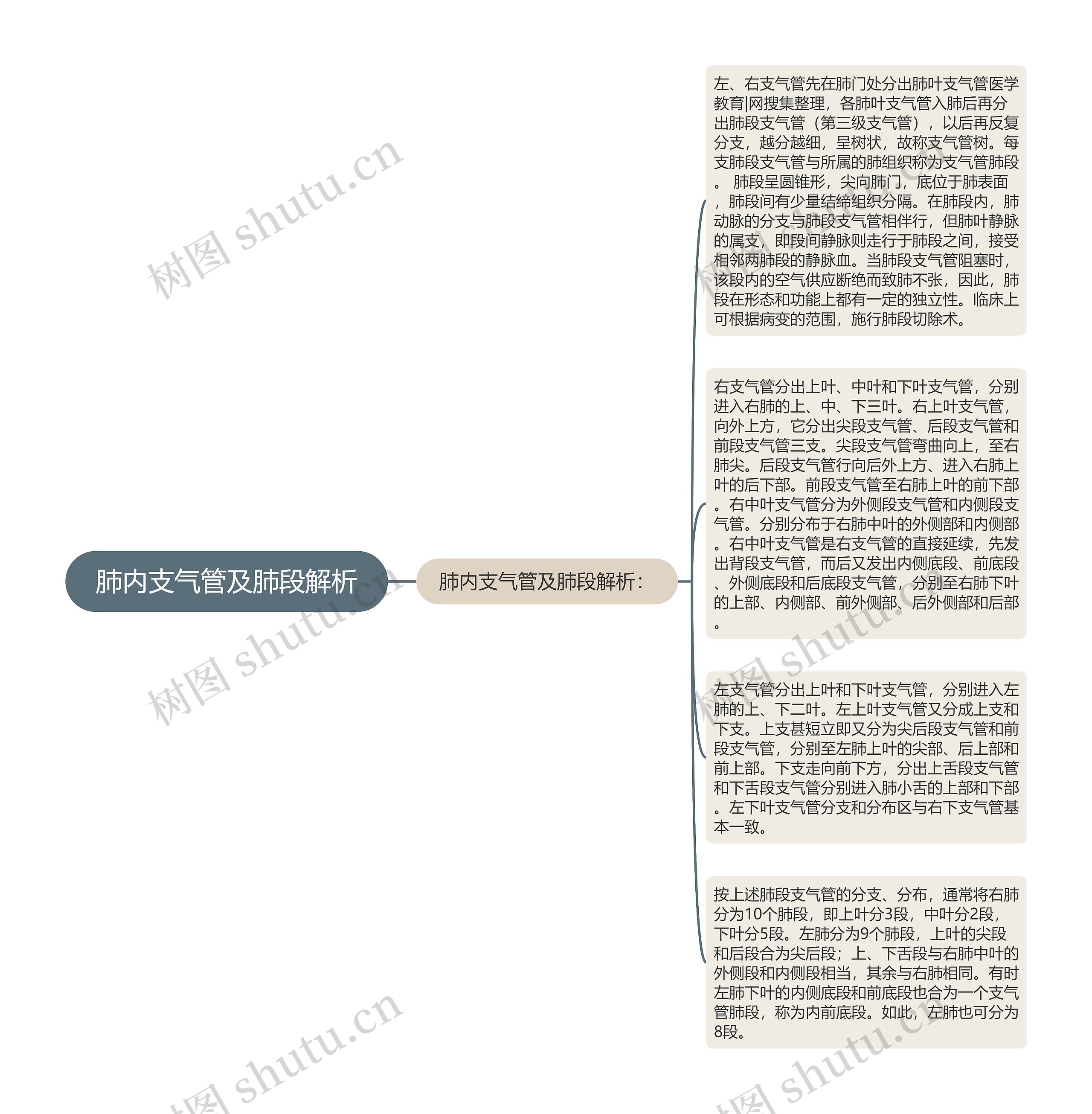 肺内支气管及肺段解析