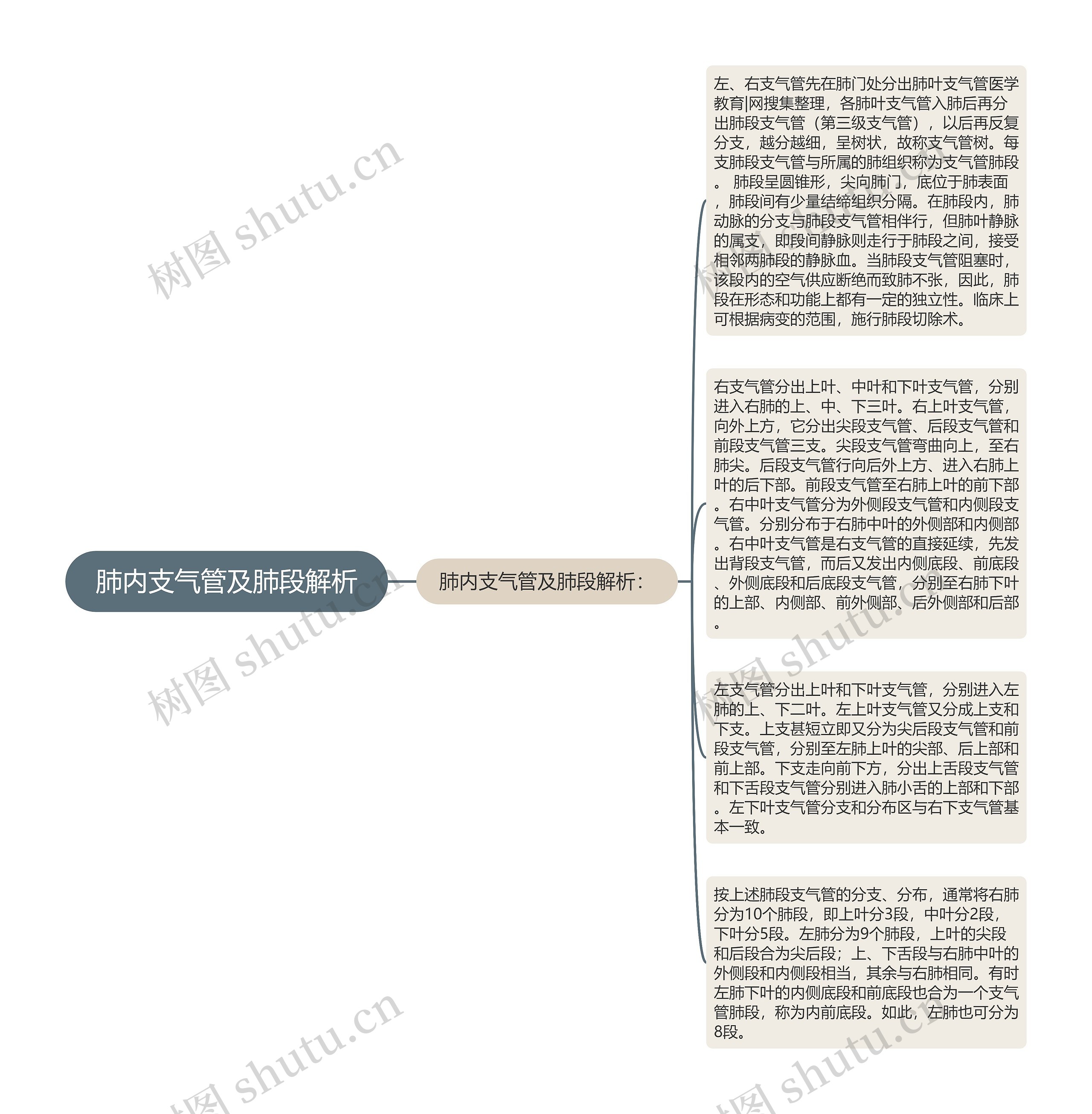 肺内支气管及肺段解析思维导图