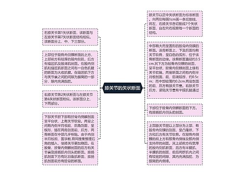 膝关节的矢状断面