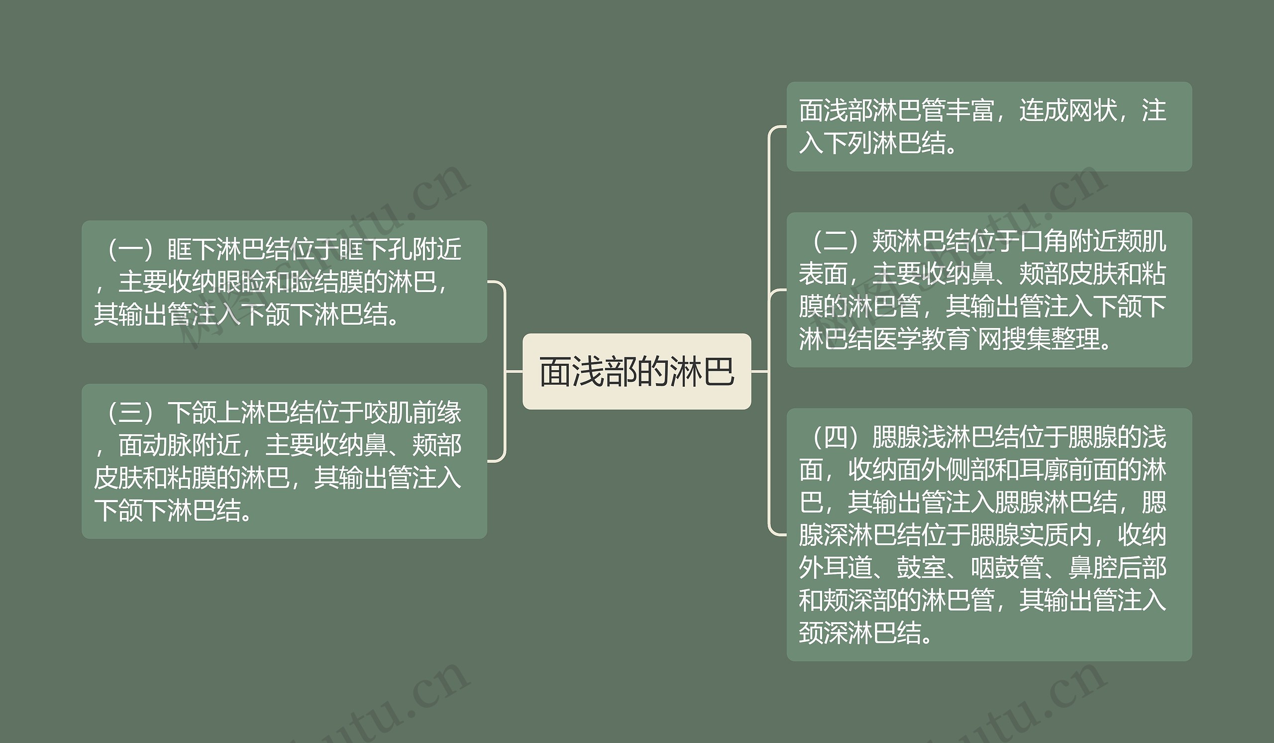 面浅部的淋巴思维导图