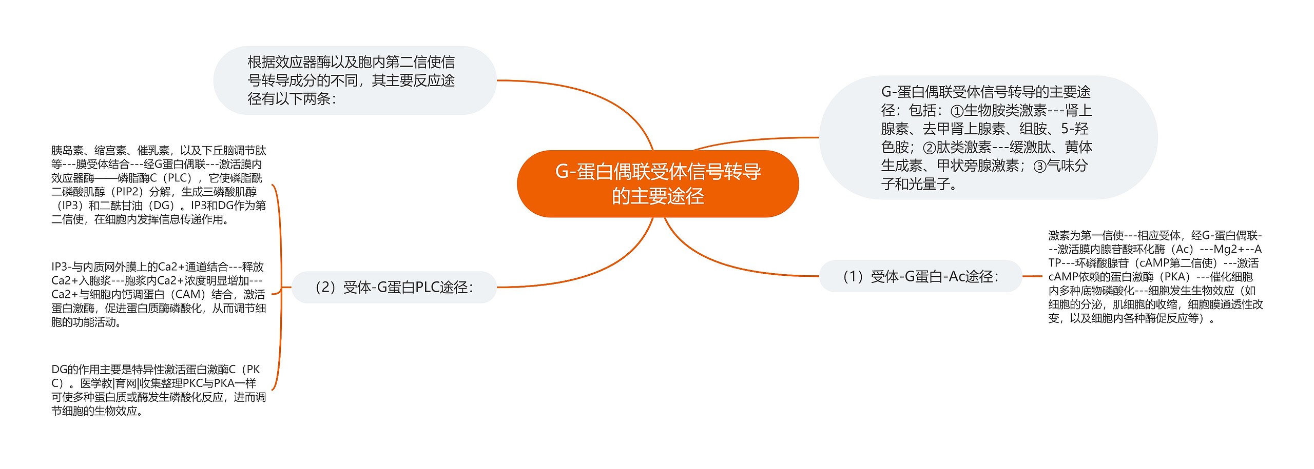 G-蛋白偶联受体信号转导的主要途径