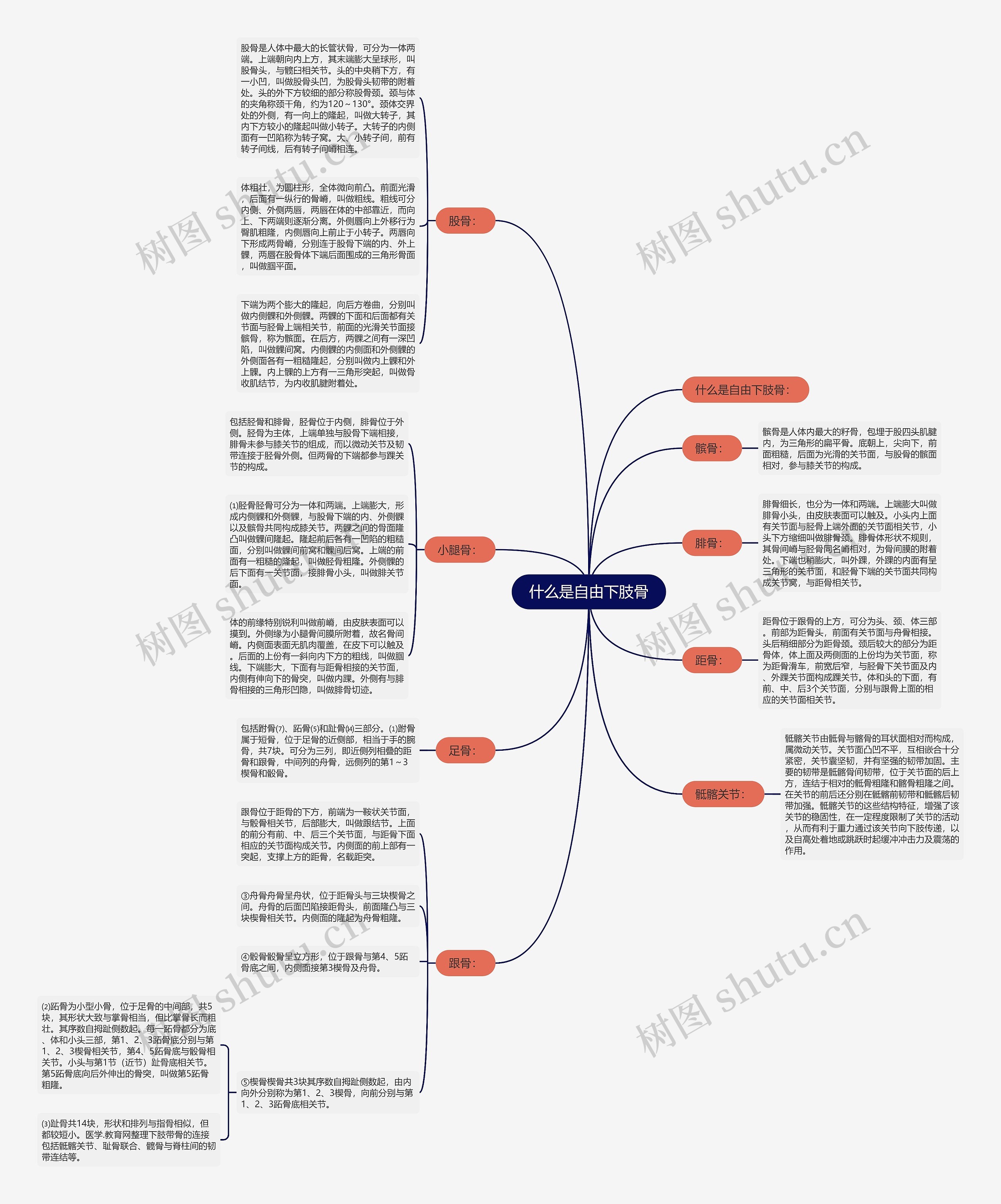 什么是自由下肢骨思维导图