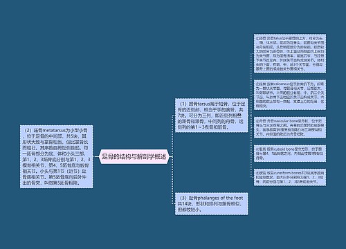 足骨的结构与解剖学概述