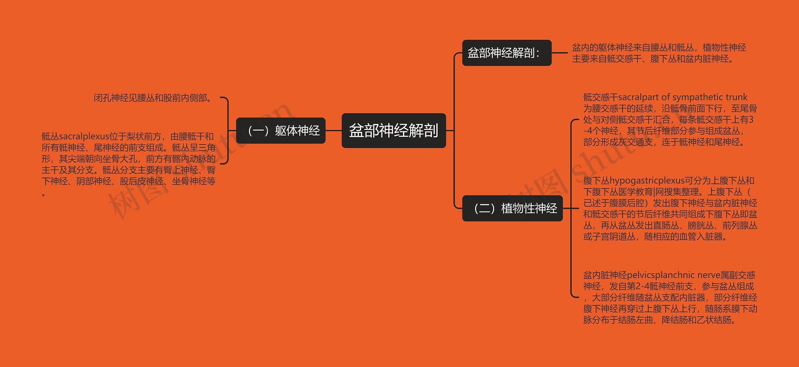 神经组织思维导图图片