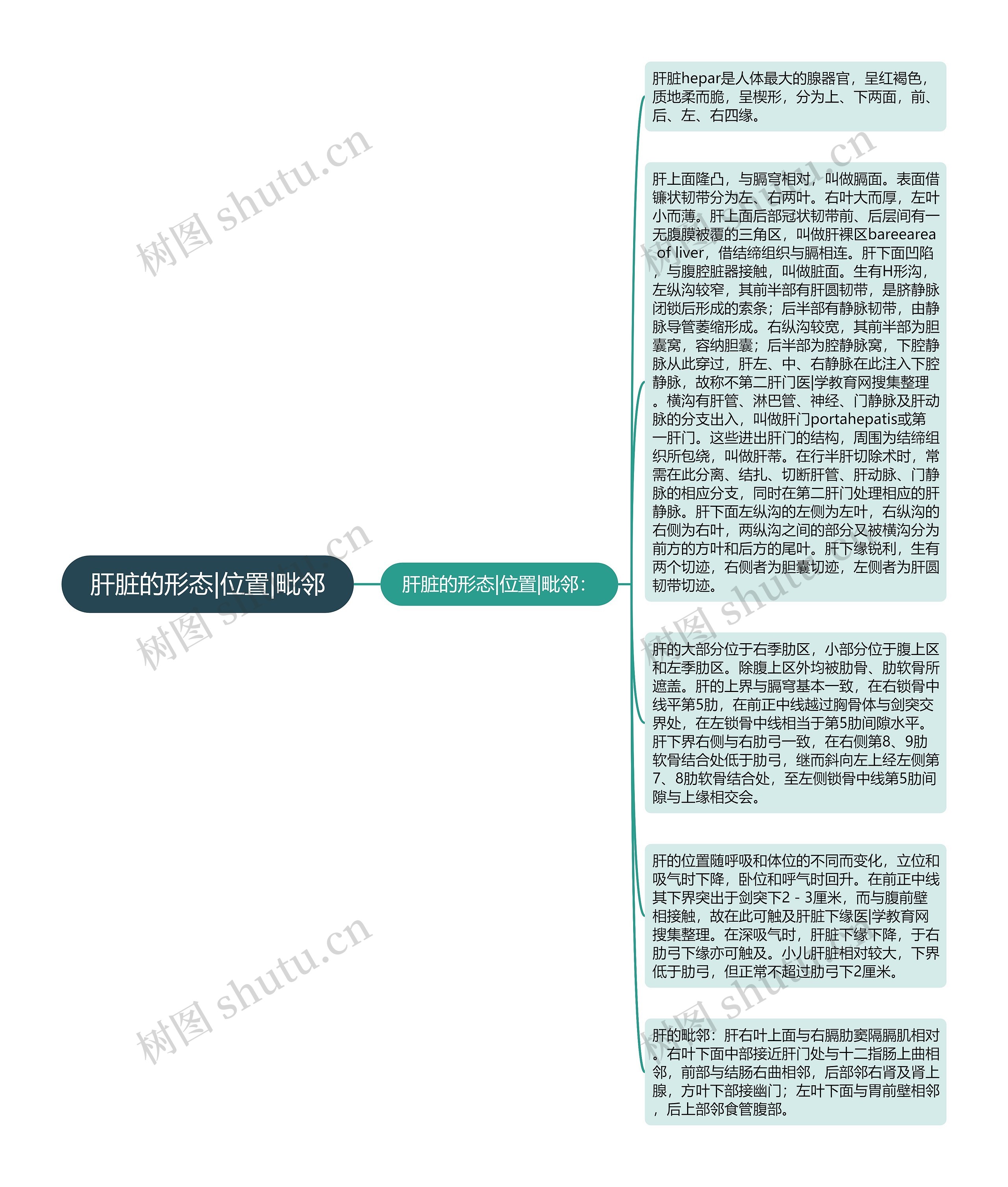 肝脏的形态|位置|毗邻