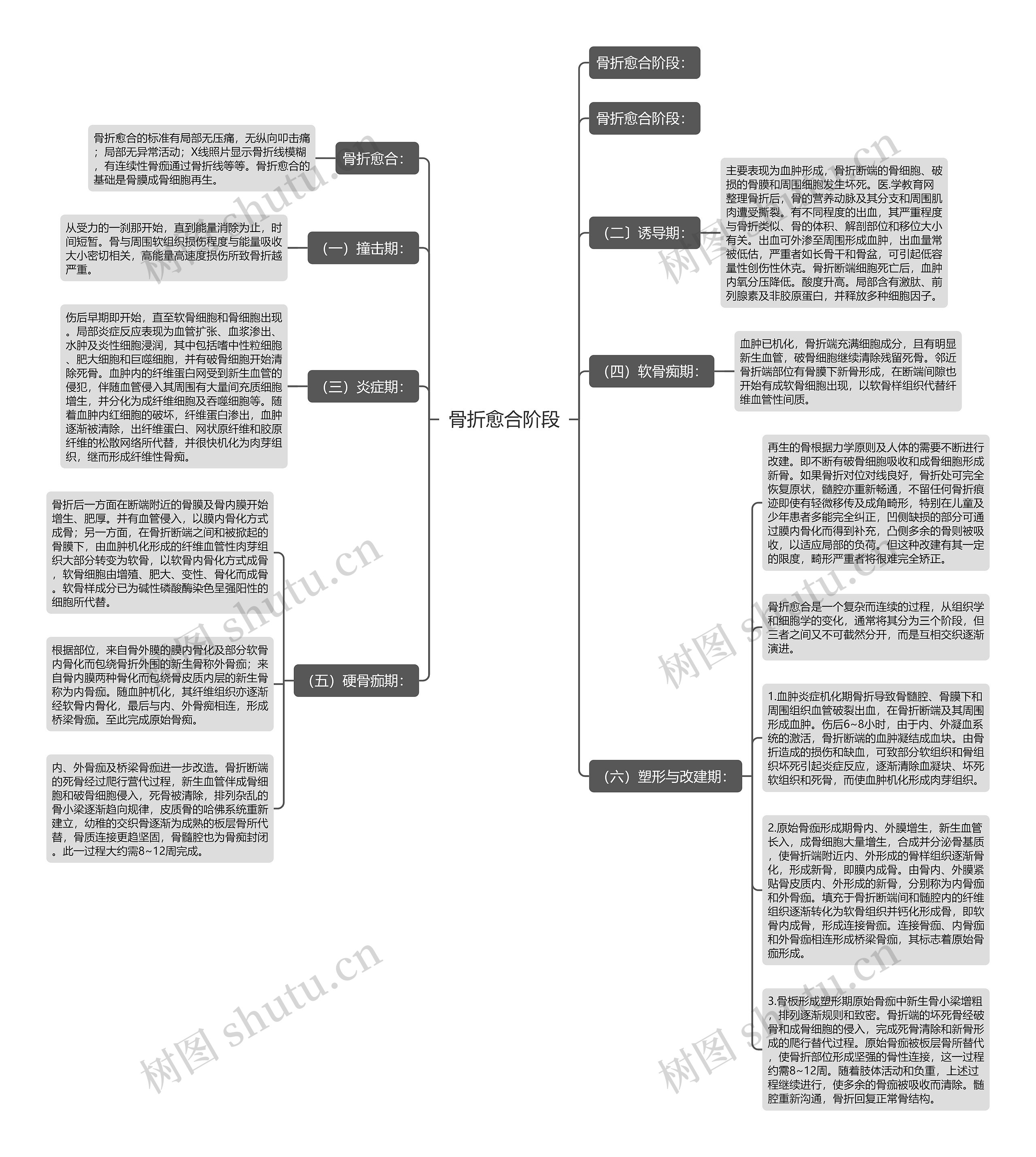 骨折愈合阶段