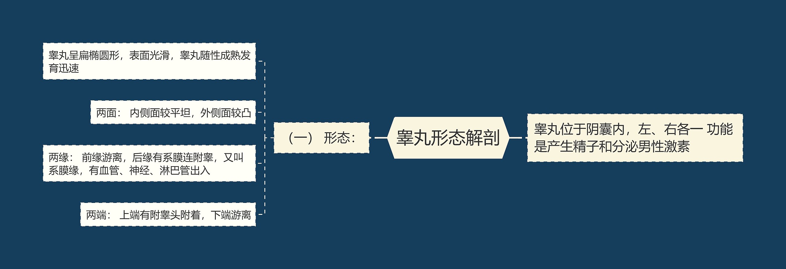 睾丸形态解剖 睾丸形态解剖