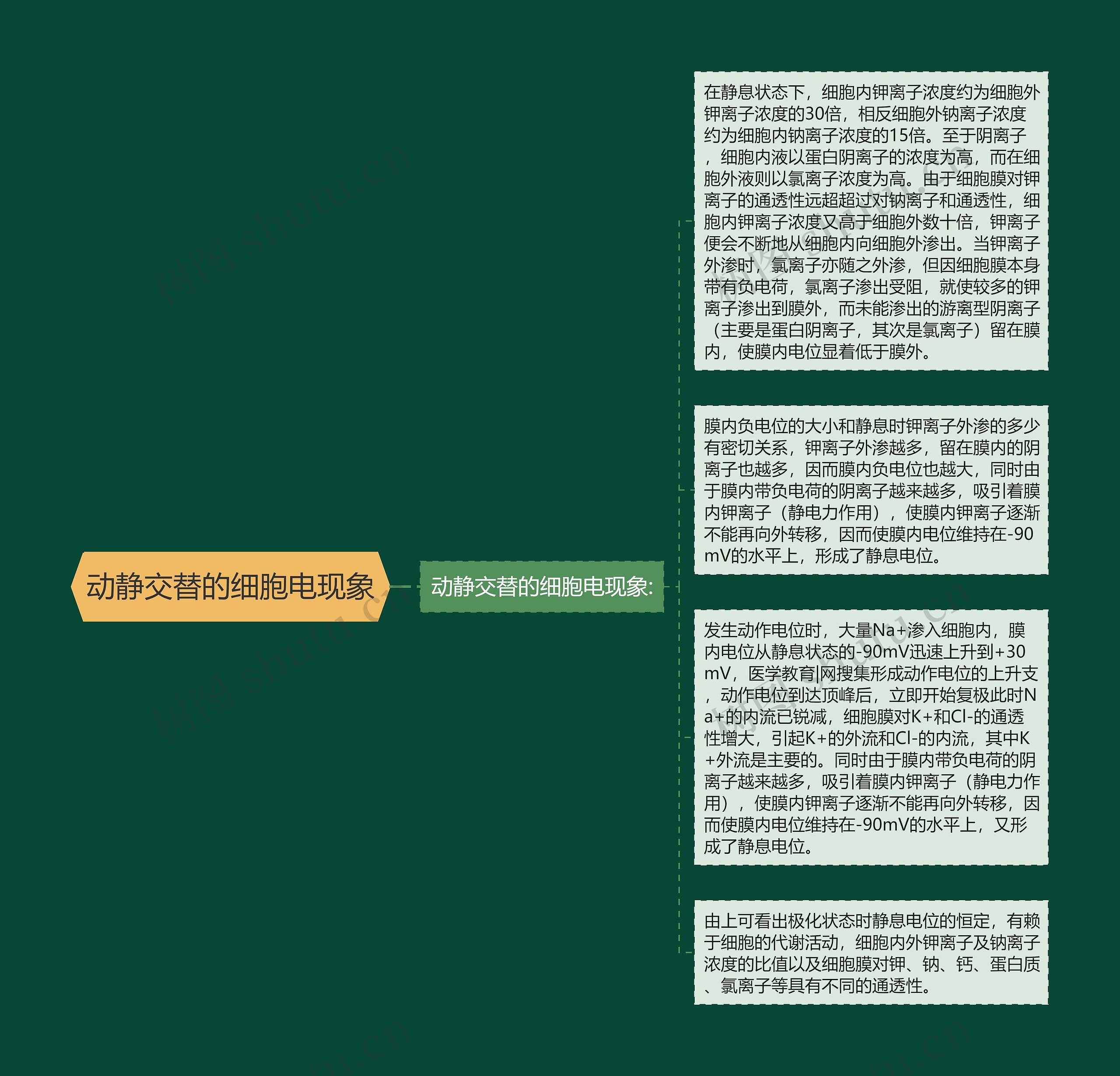 动静交替的细胞电现象思维导图高清图 动静交替的细胞电现象思维导图