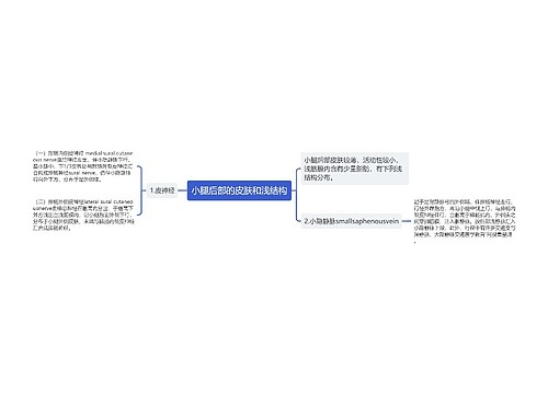 小腿后部的皮肤和浅结构