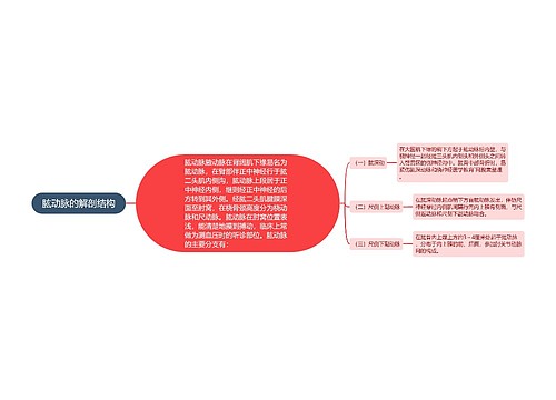 肱动脉的解剖结构