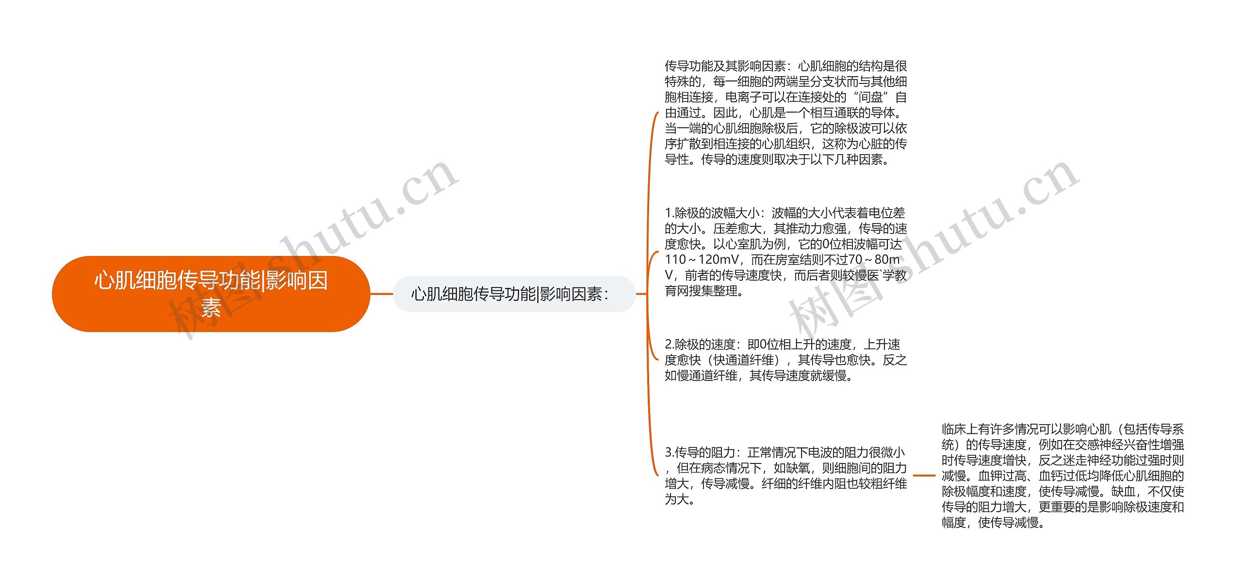 心肌细胞传导功能|影响因素