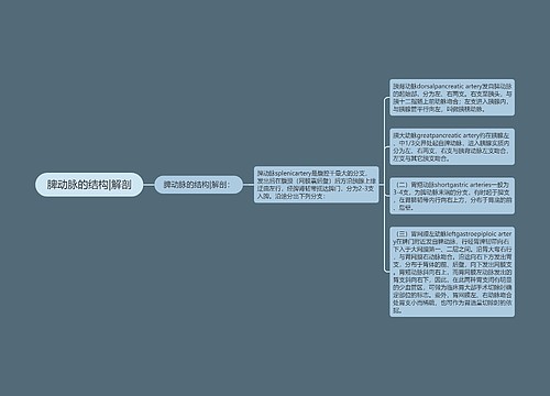 脾动脉的结构|解剖