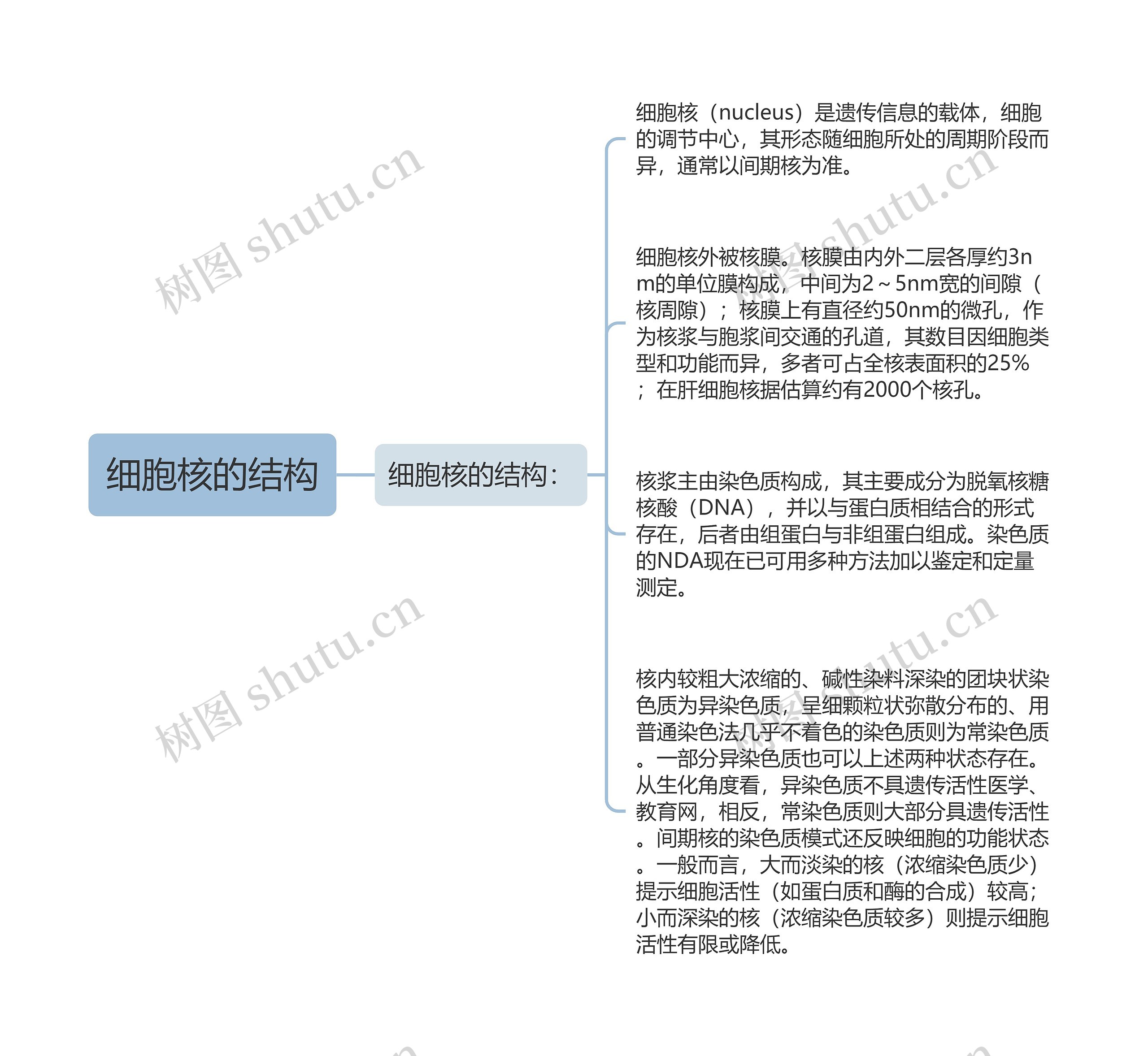 细胞核的结构思维导图