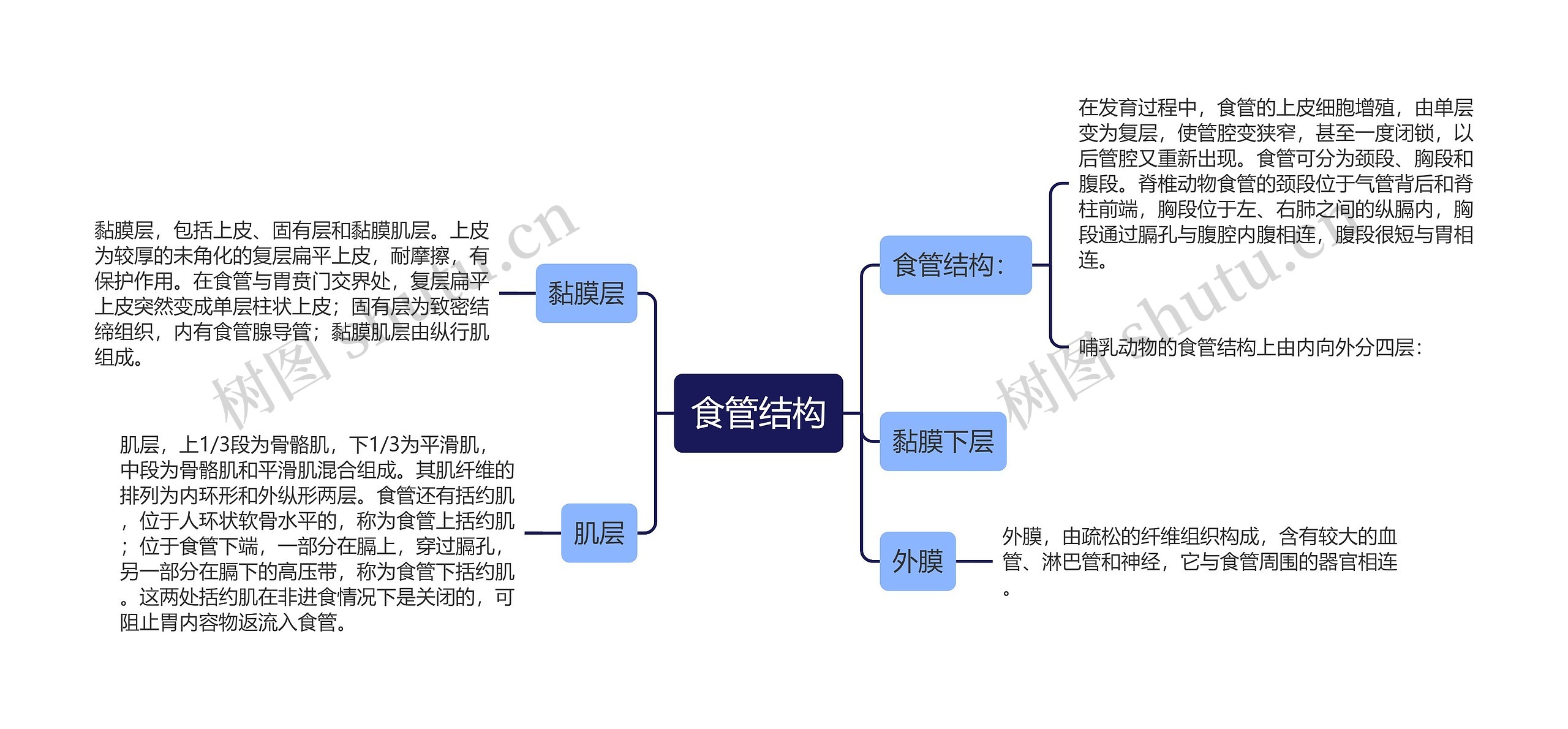食管结构思维导图高清图 食管结构思维导图