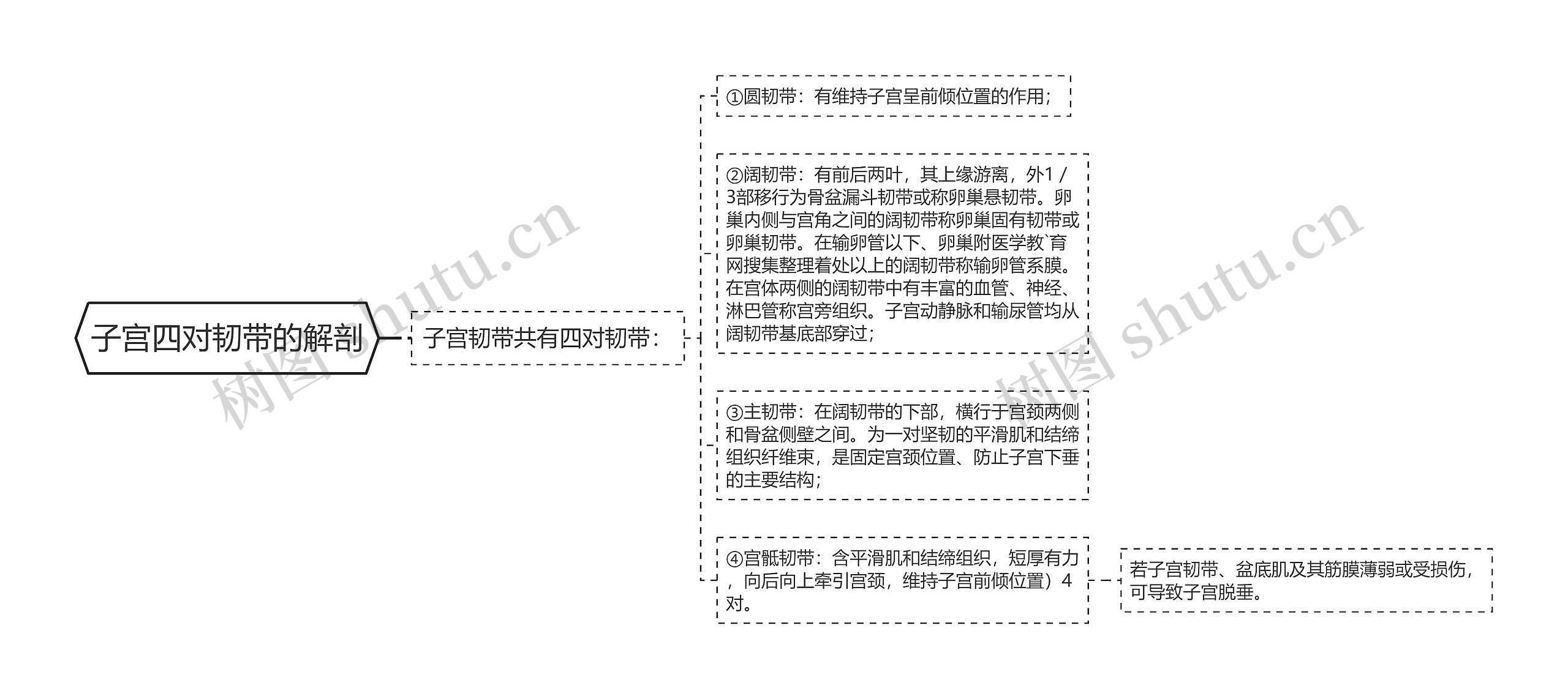 子宫四对韧带的解剖 子宫四对韧带的解剖