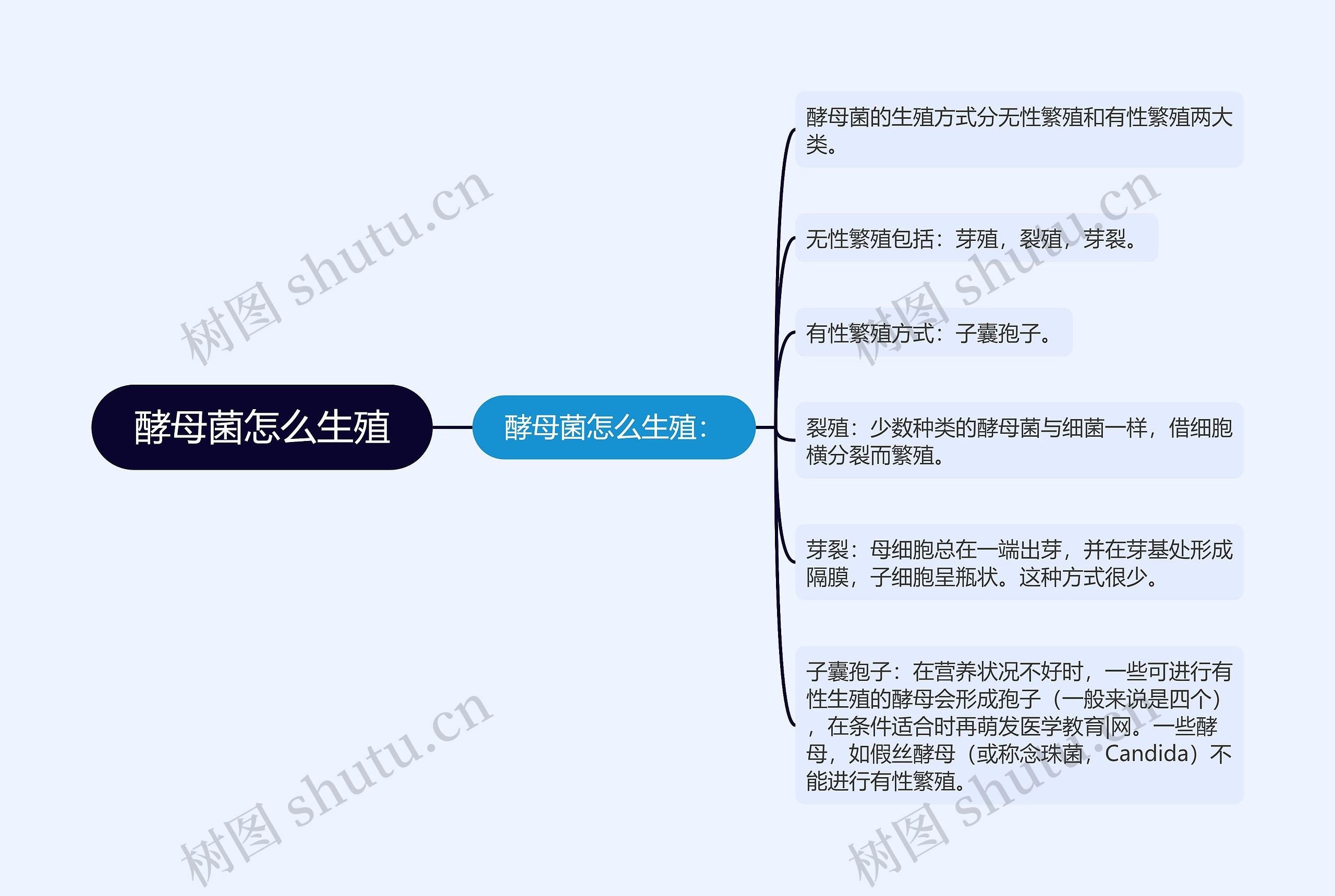 酵母菌怎么生殖思维导图