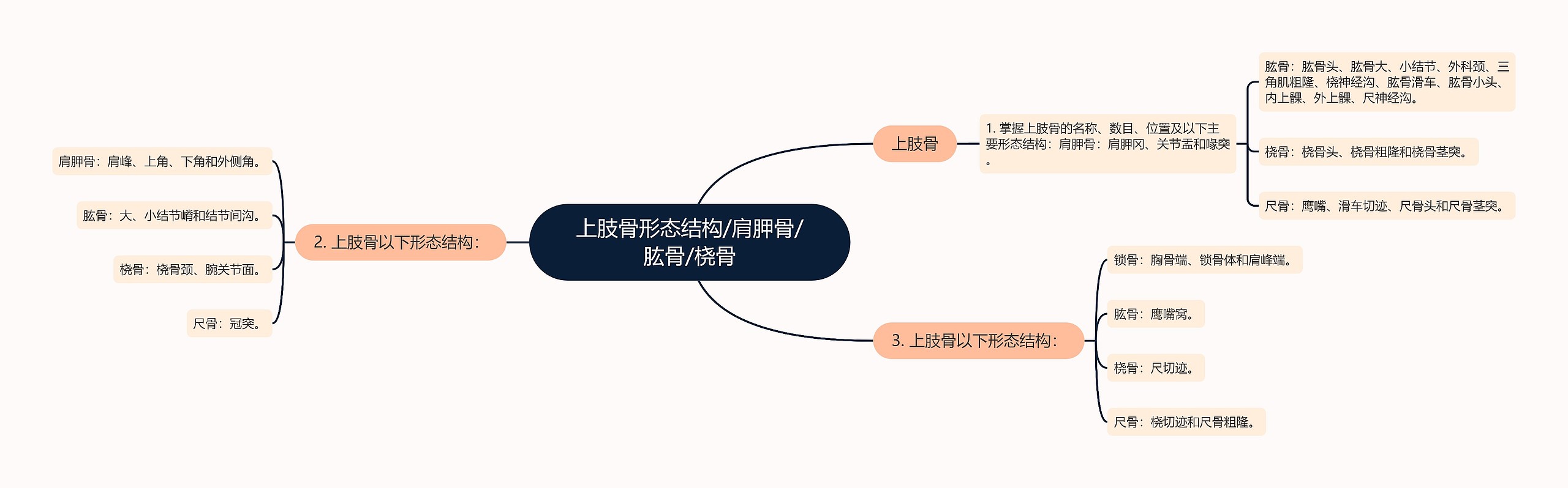 上肢骨形态结构/肩胛骨/肱骨/桡骨