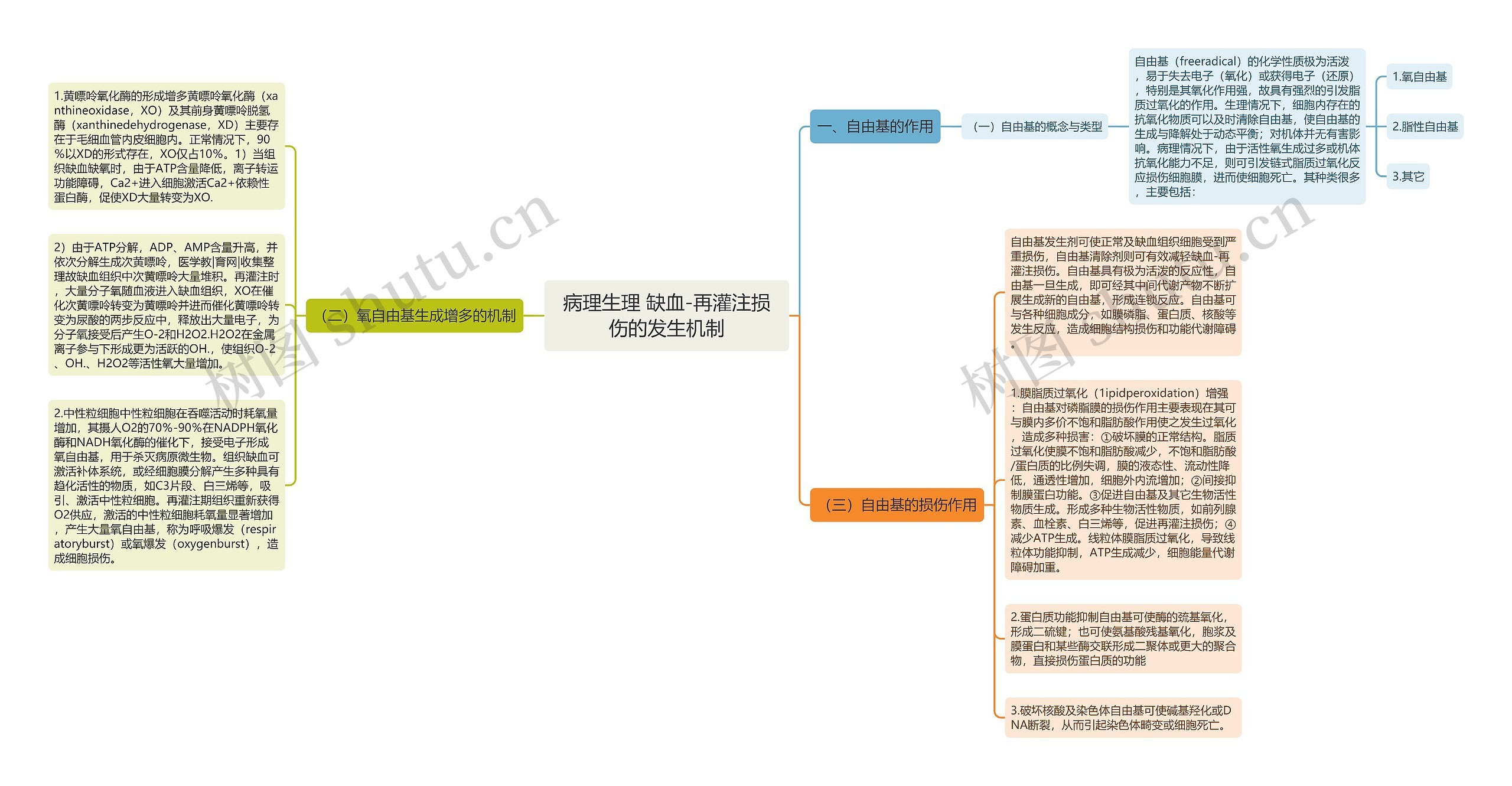 病理生理 缺血-再灌注损伤的发生机制思维导图