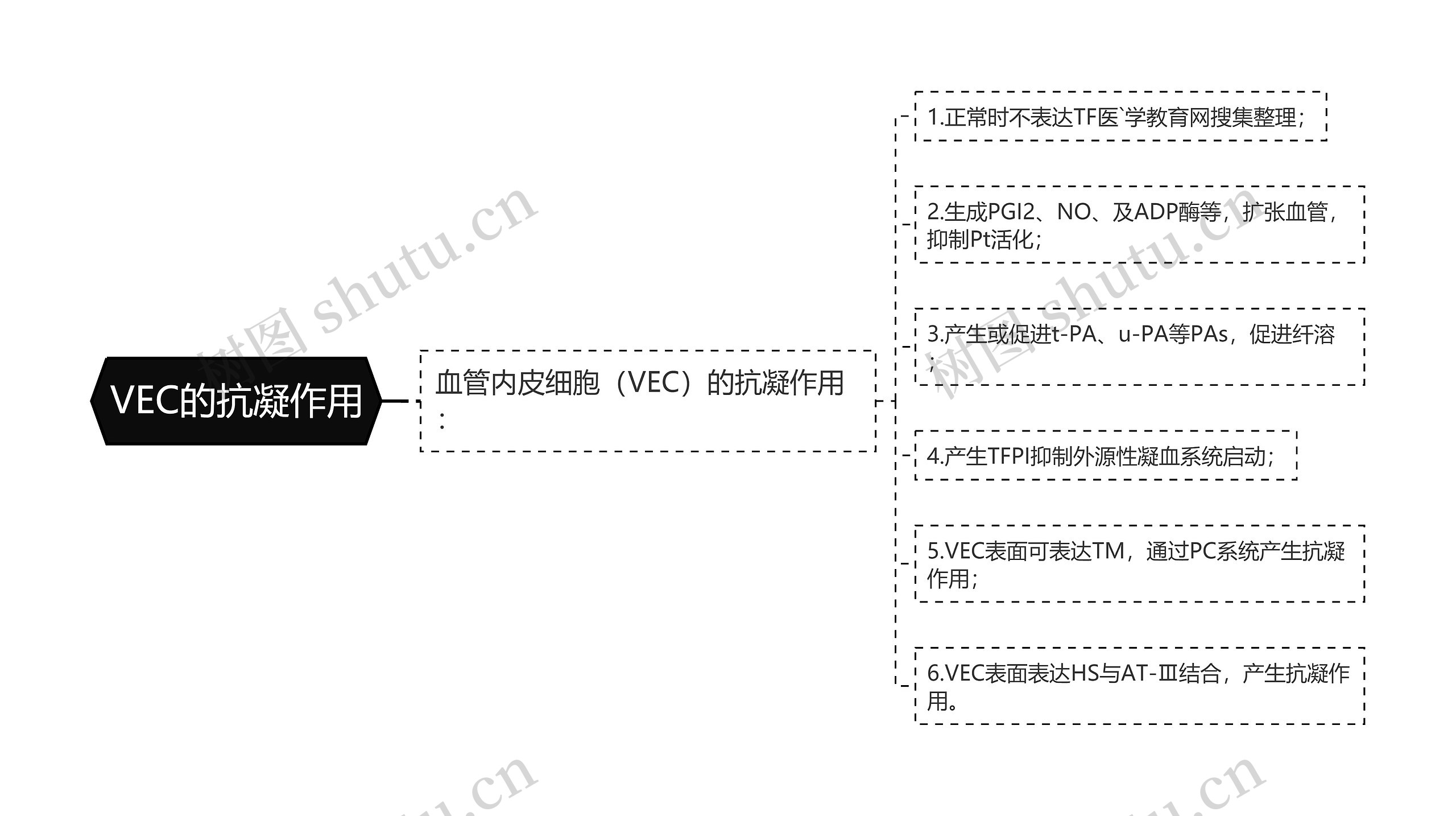 VEC的抗凝作用思维导图