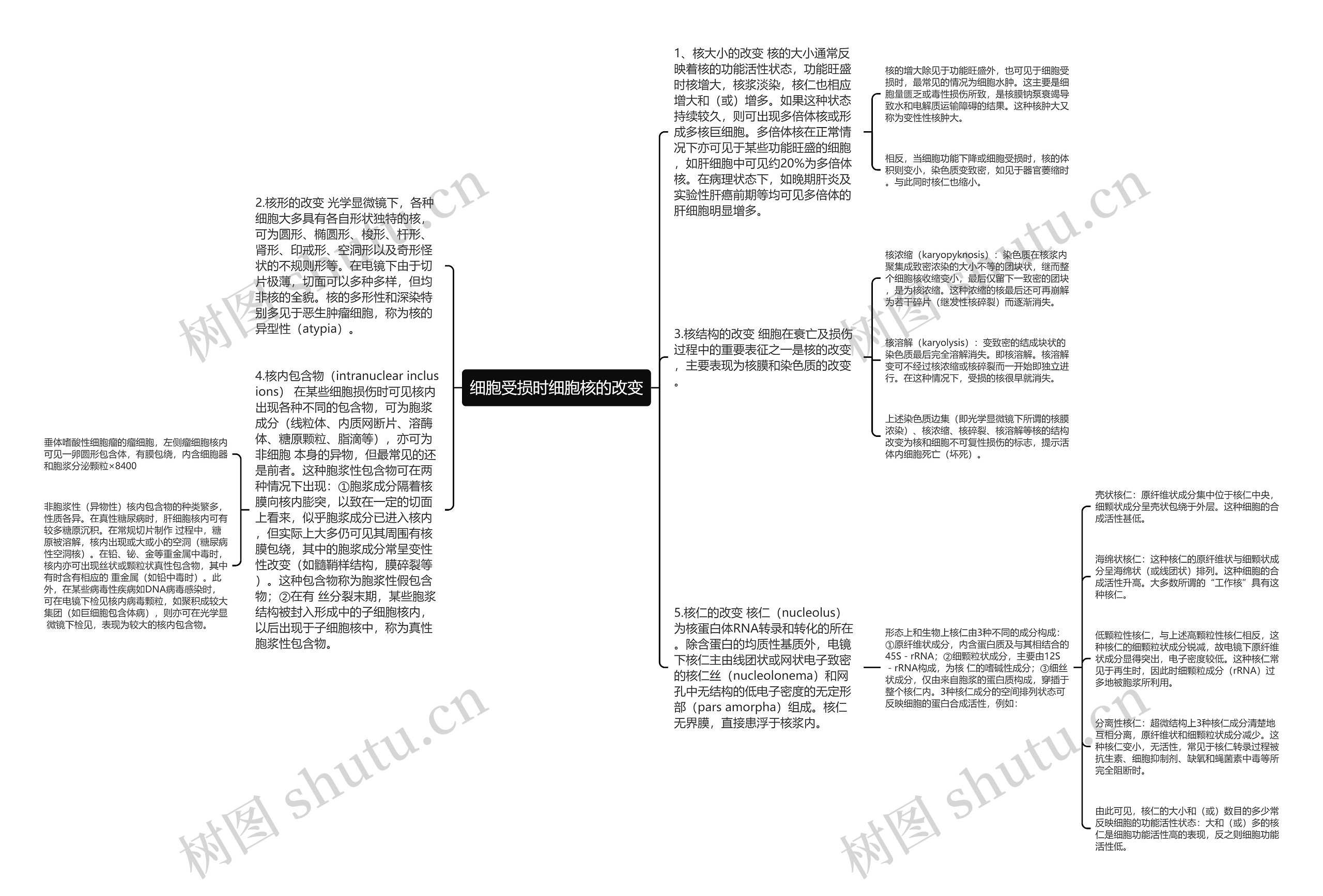 细胞受损时细胞核的改变