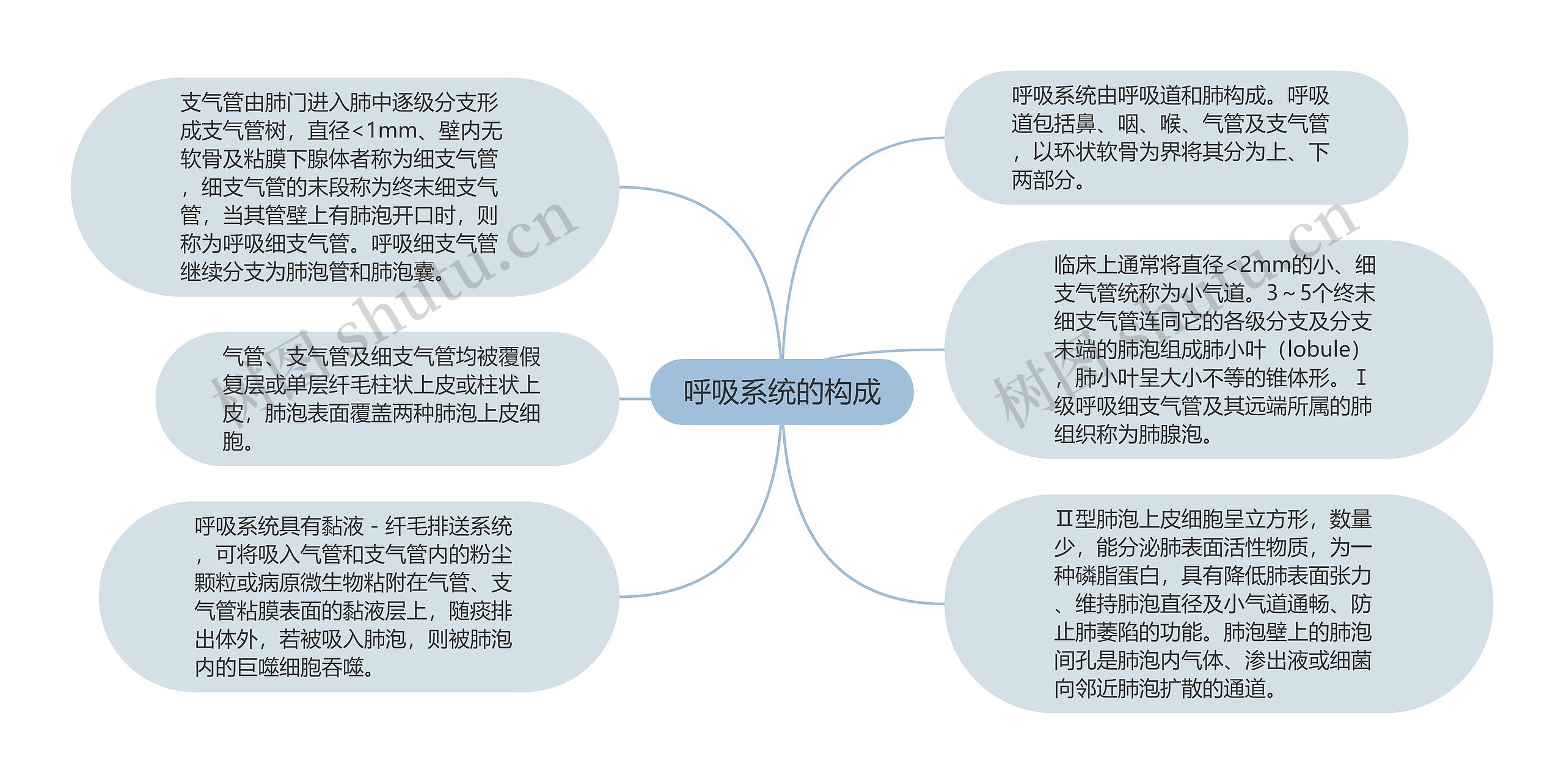 呼吸系统的构成