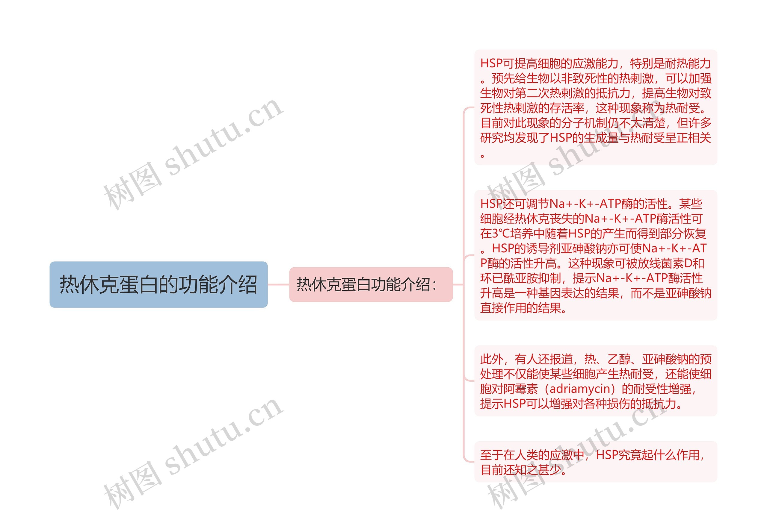 热休克蛋白的功能介绍