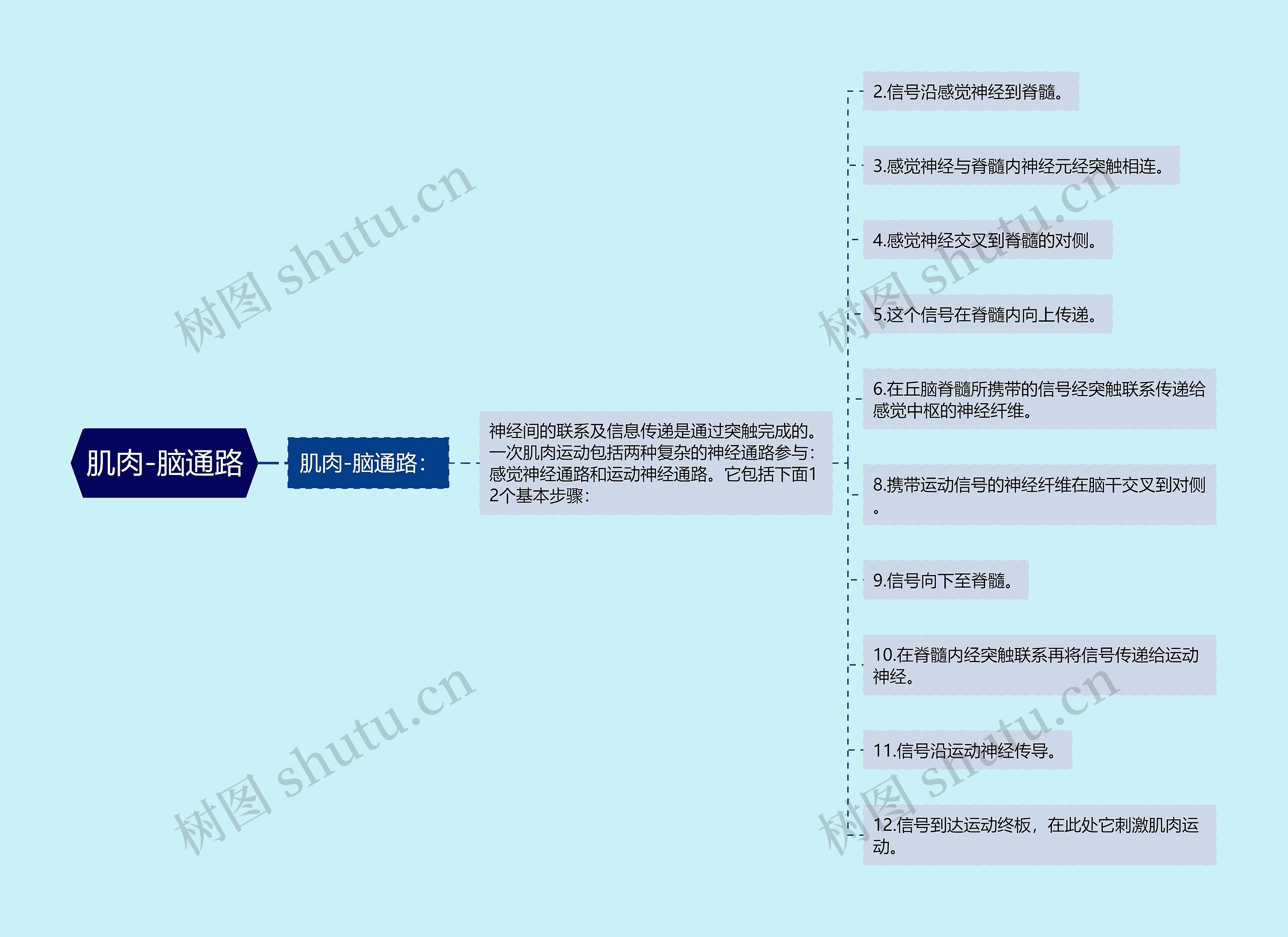 肌肉-脑通路思维导图