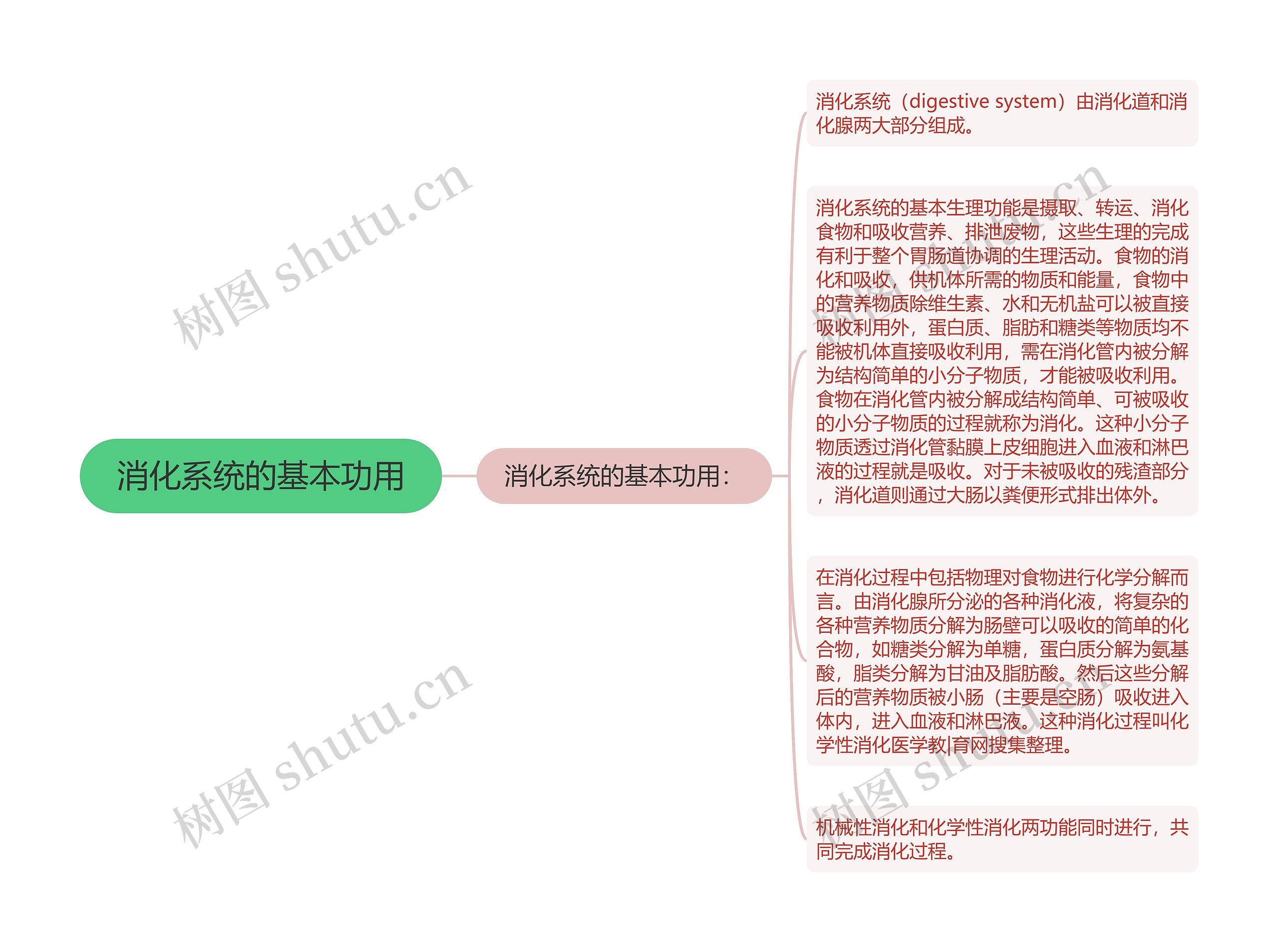 消化系统的基本功用思维导图