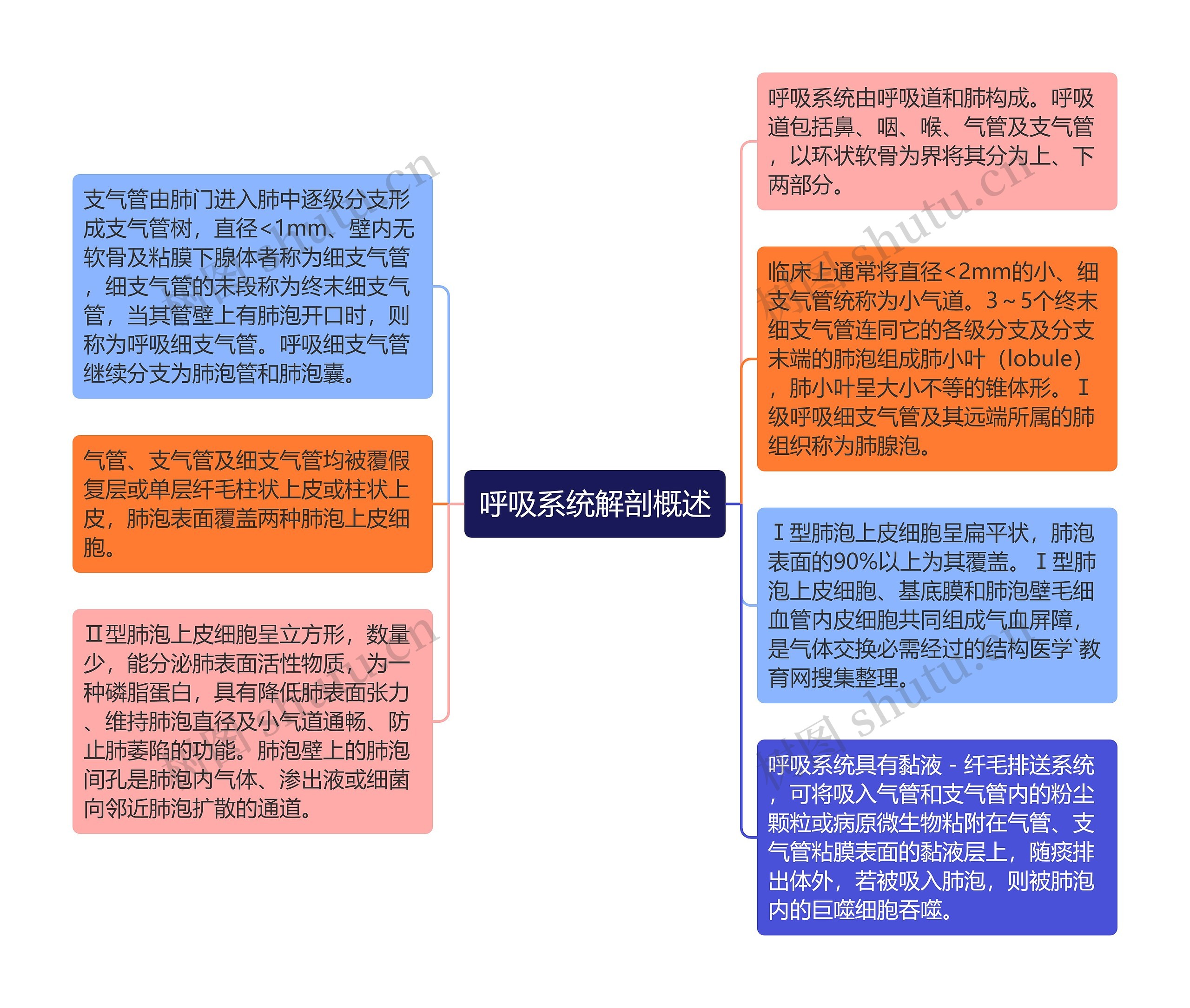 呼吸系统解剖概述思维导图