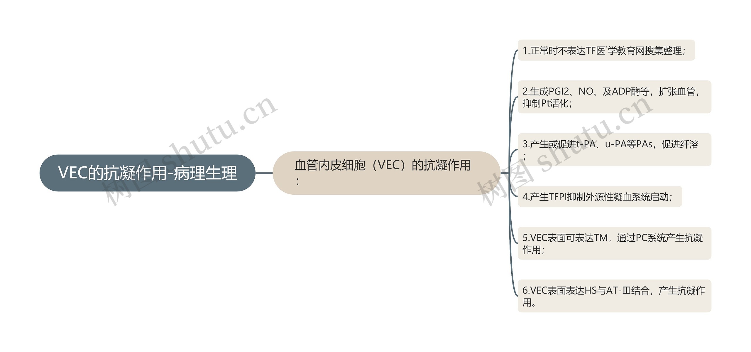 VEC的抗凝作用-病理生理思维导图