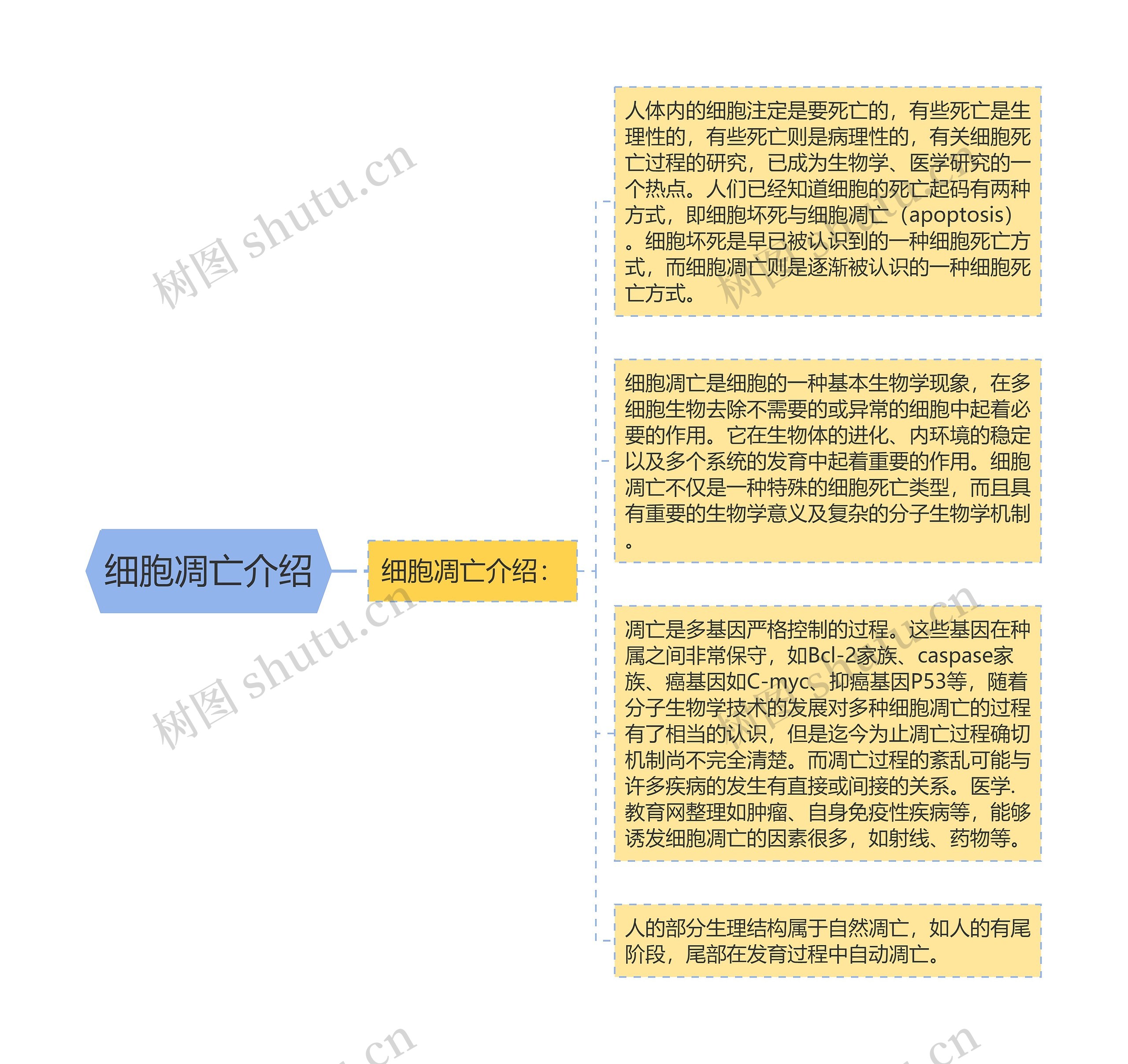 细胞凋亡介绍思维导图