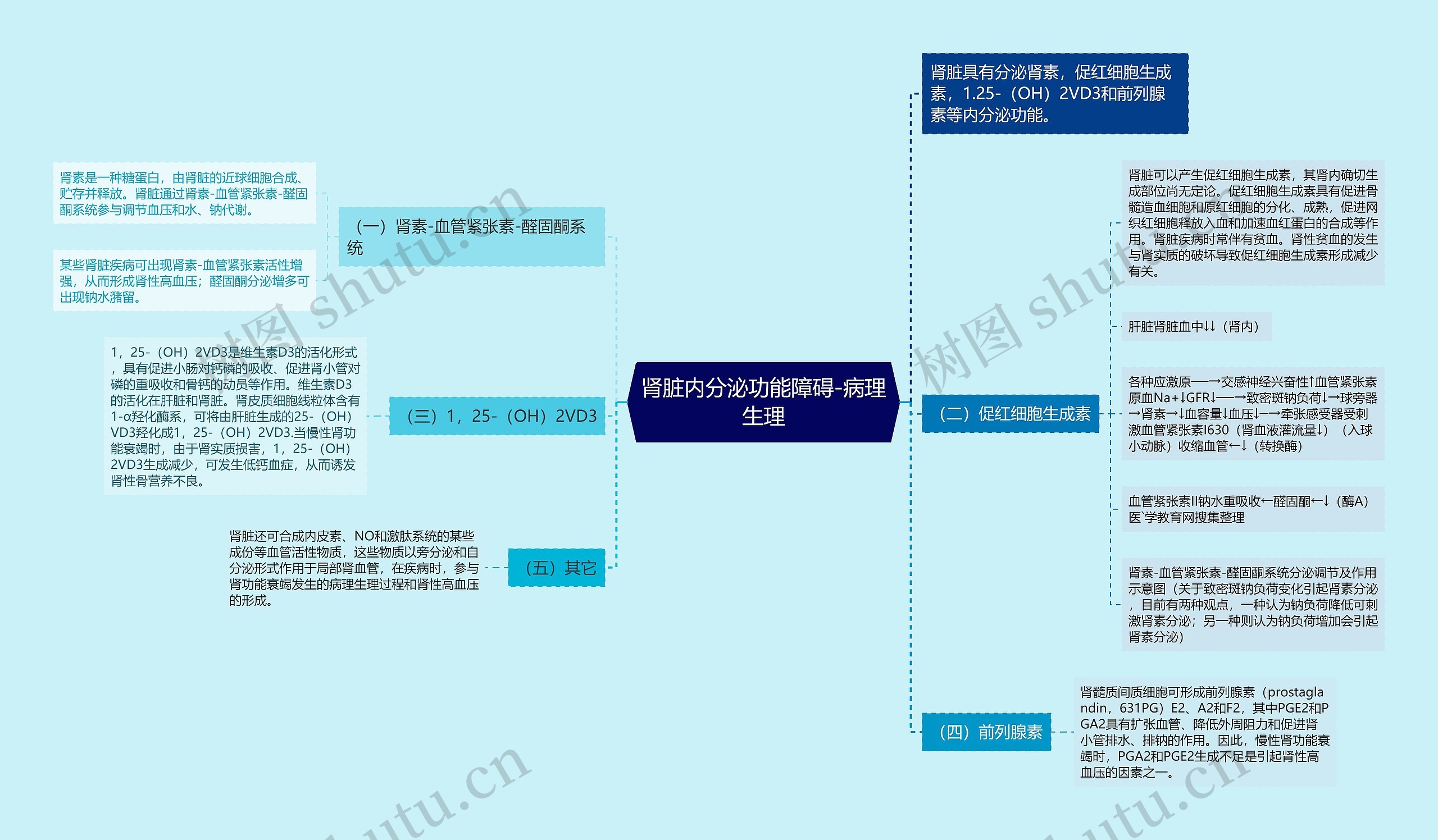 肾脏内分泌功能障碍-病理生理思维导图