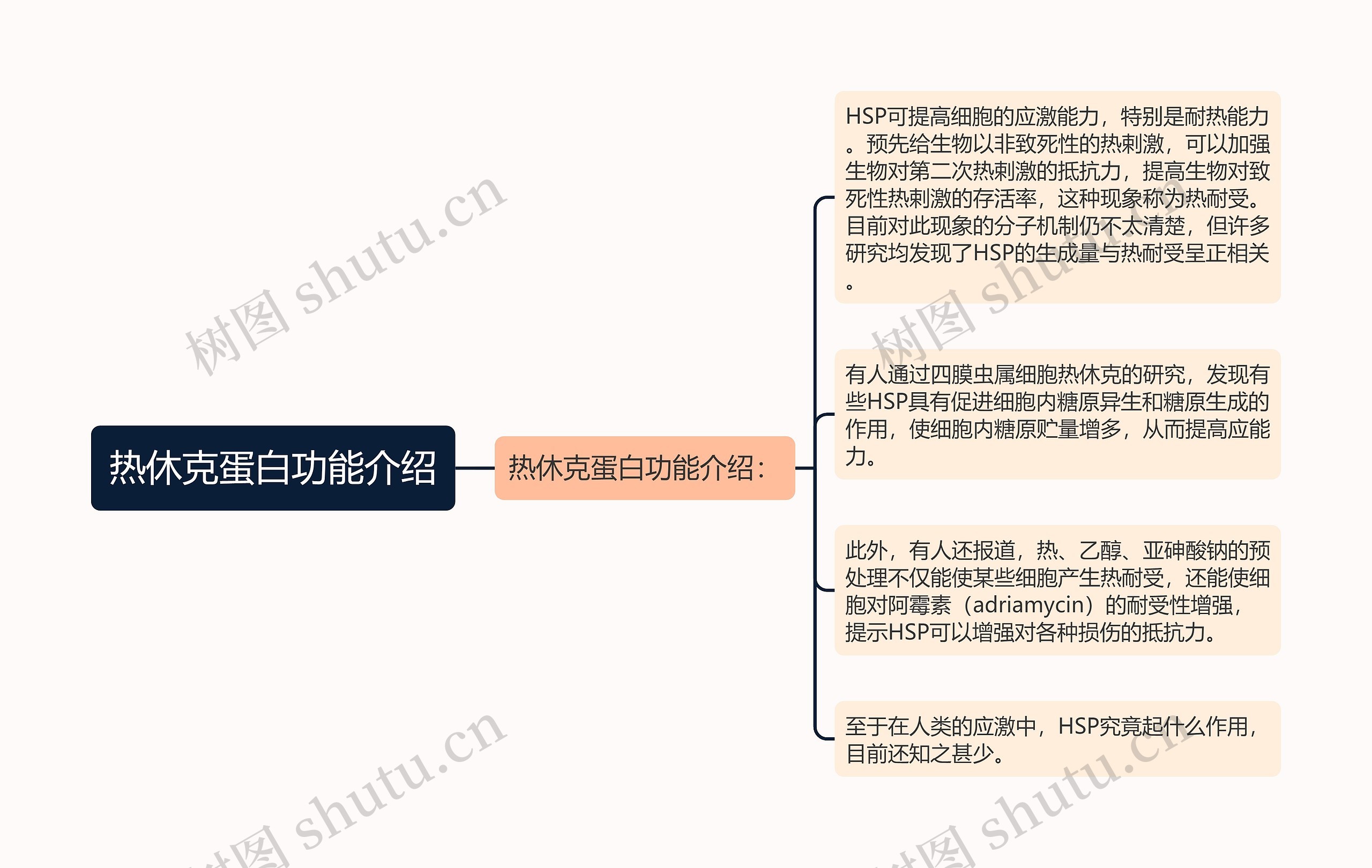 热休克蛋白功能介绍思维导图