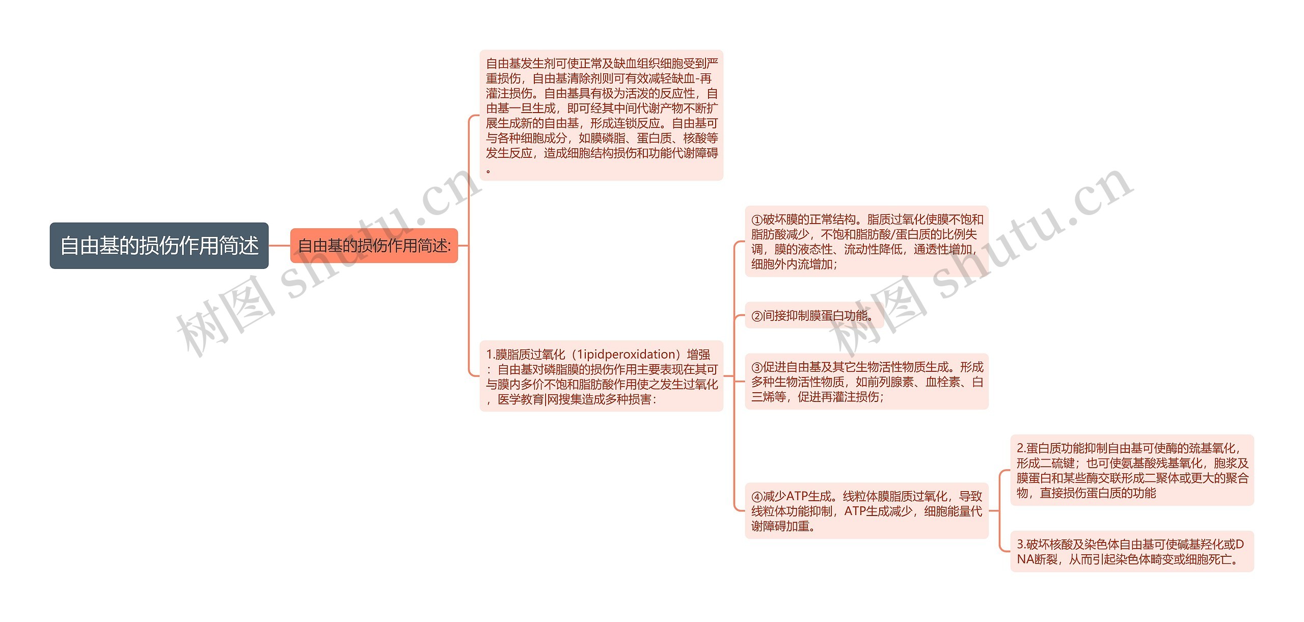 自由基的损伤作用简述