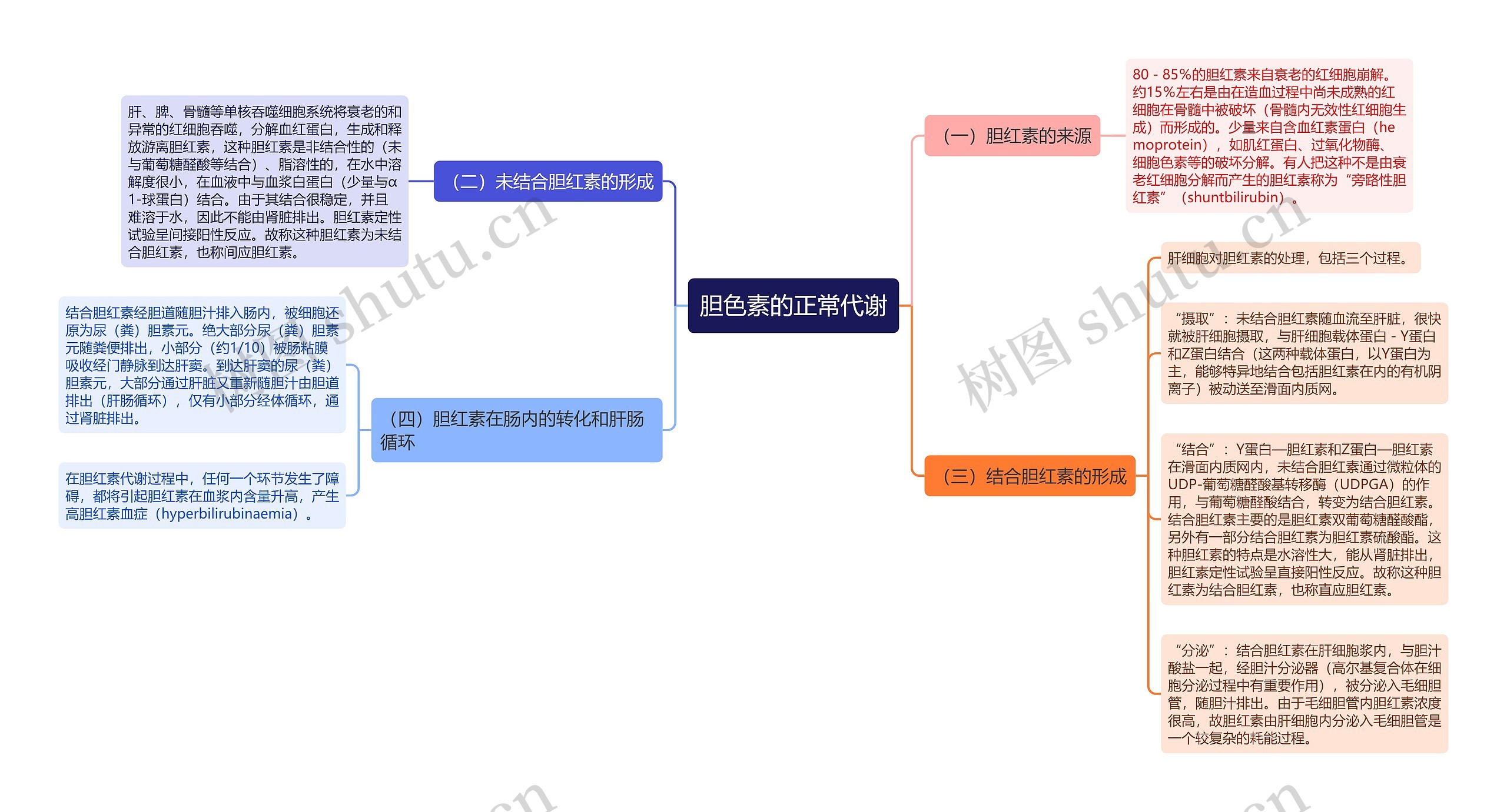 胆色素的正常代谢