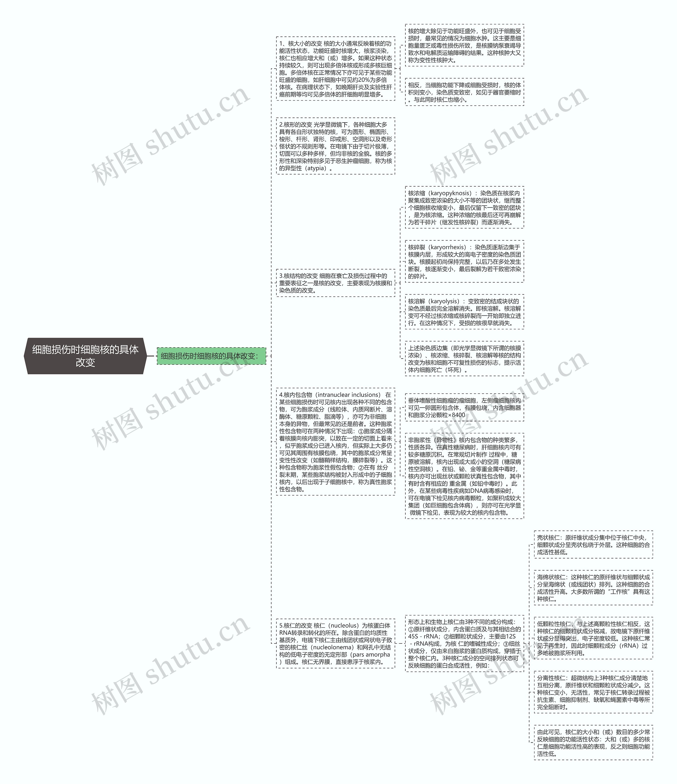 细胞损伤时细胞核的具体改变