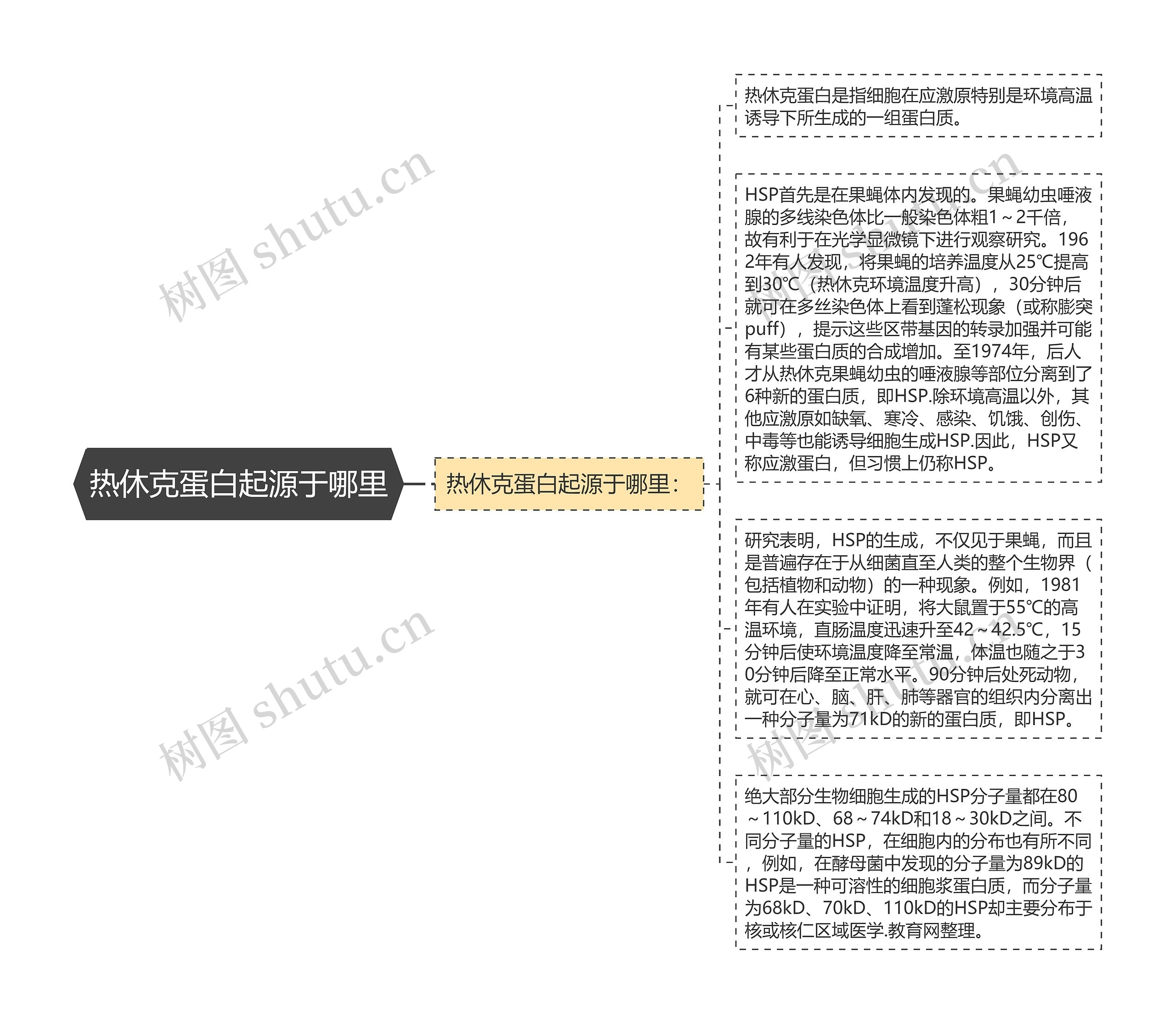 热休克蛋白起源于哪里