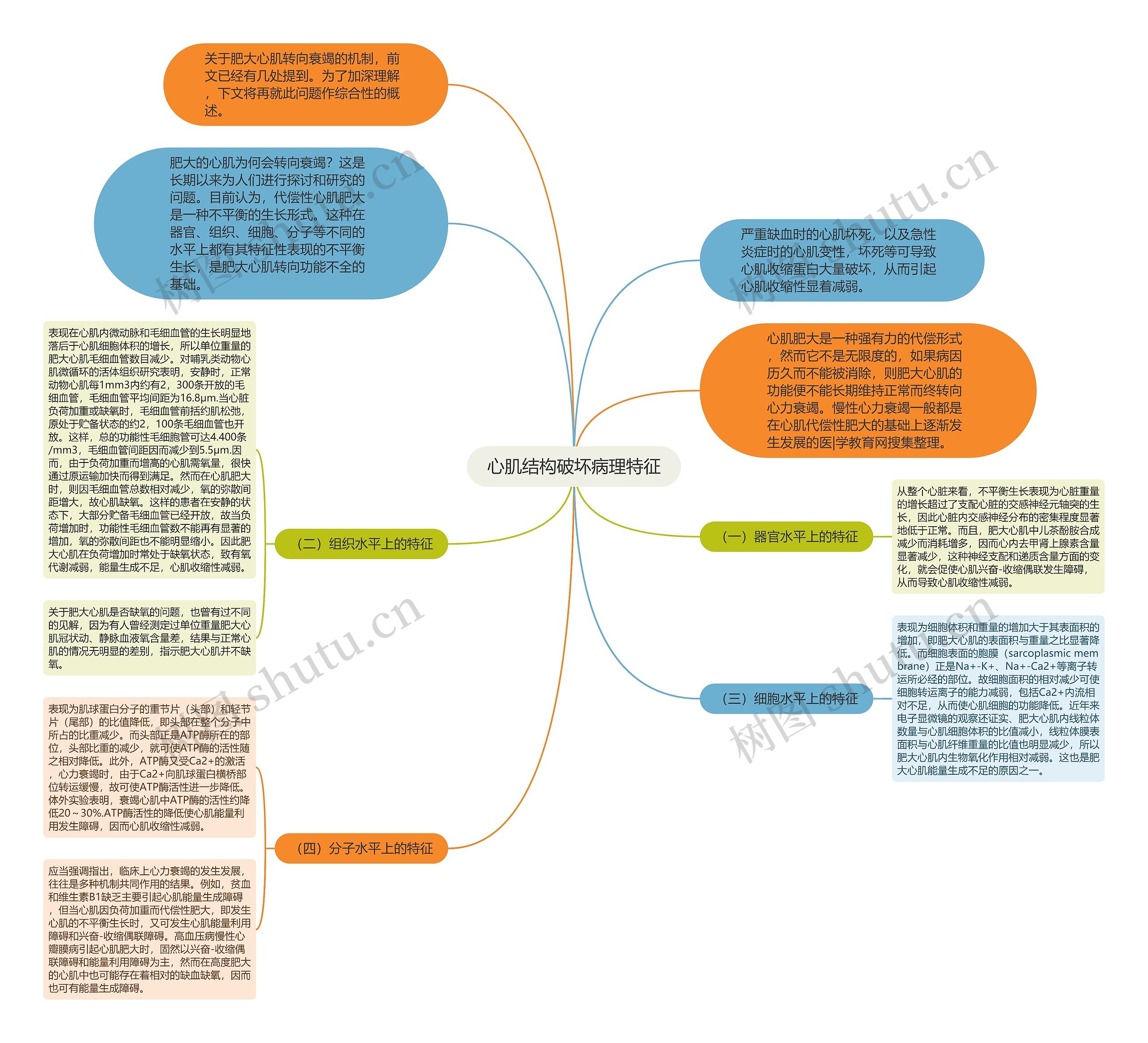 心肌结构破坏病理特征思维导图