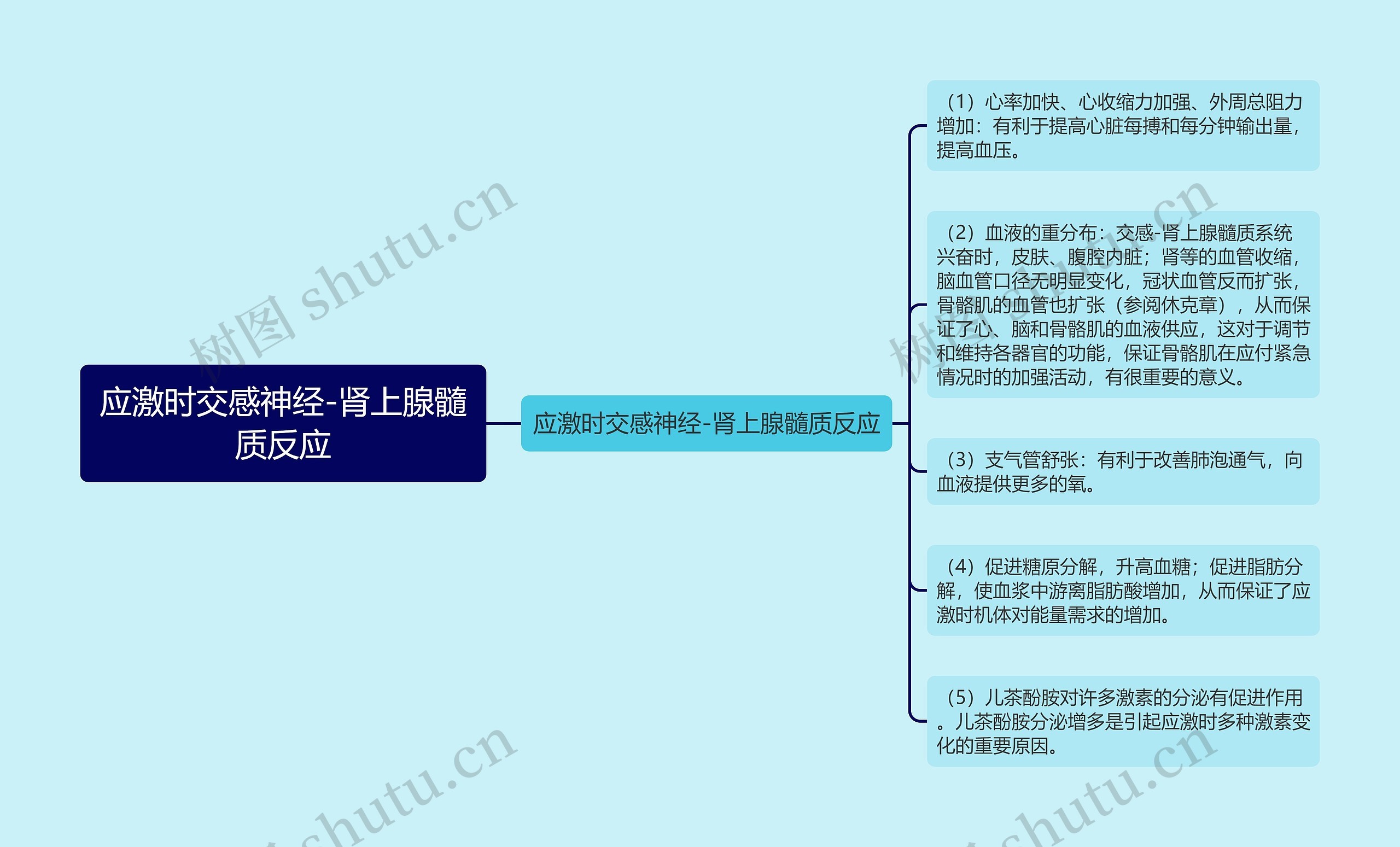 应激时交感神经-肾上腺髓质反应