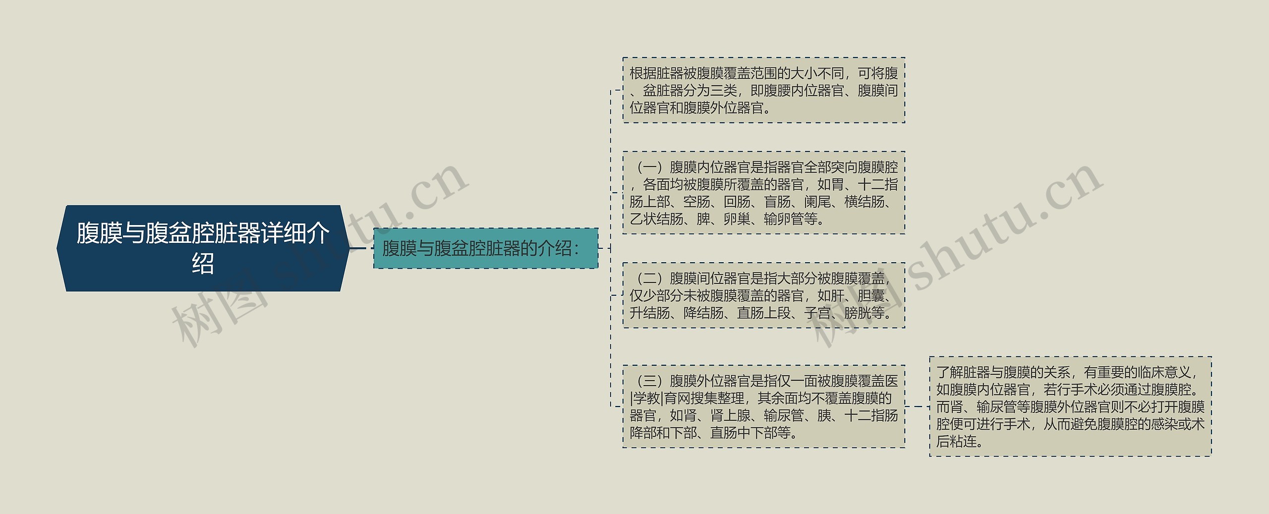 腹膜与腹盆腔脏器详细介绍 腹膜与腹盆腔脏器详细介绍