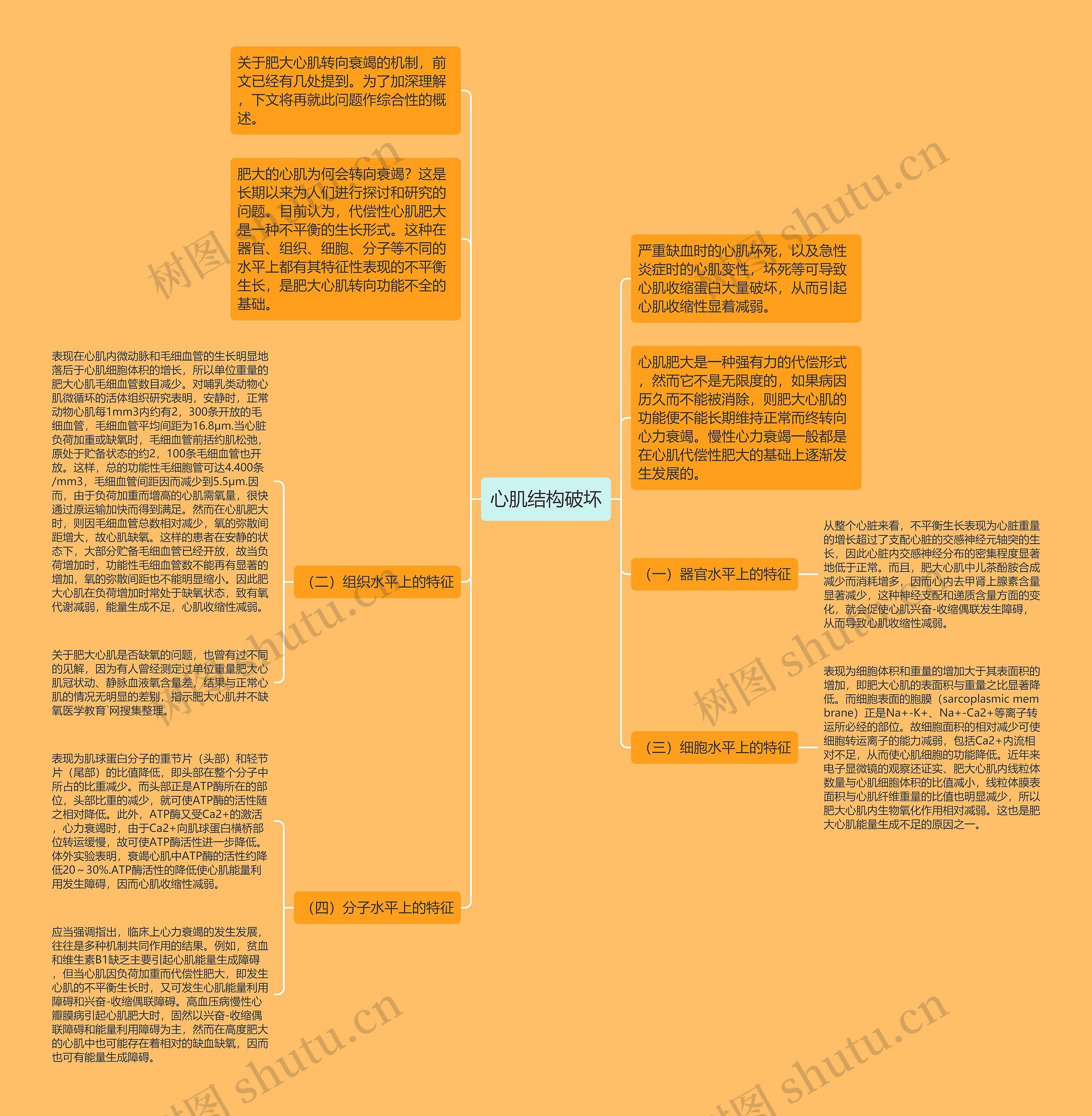 心肌结构破坏思维导图