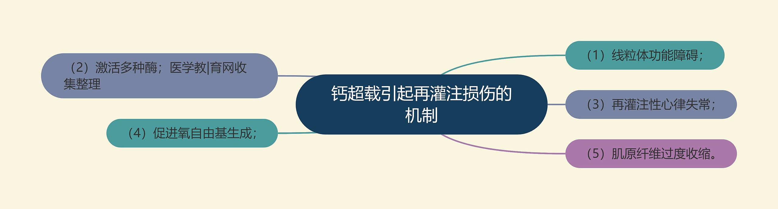 钙超载引起再灌注损伤的机制