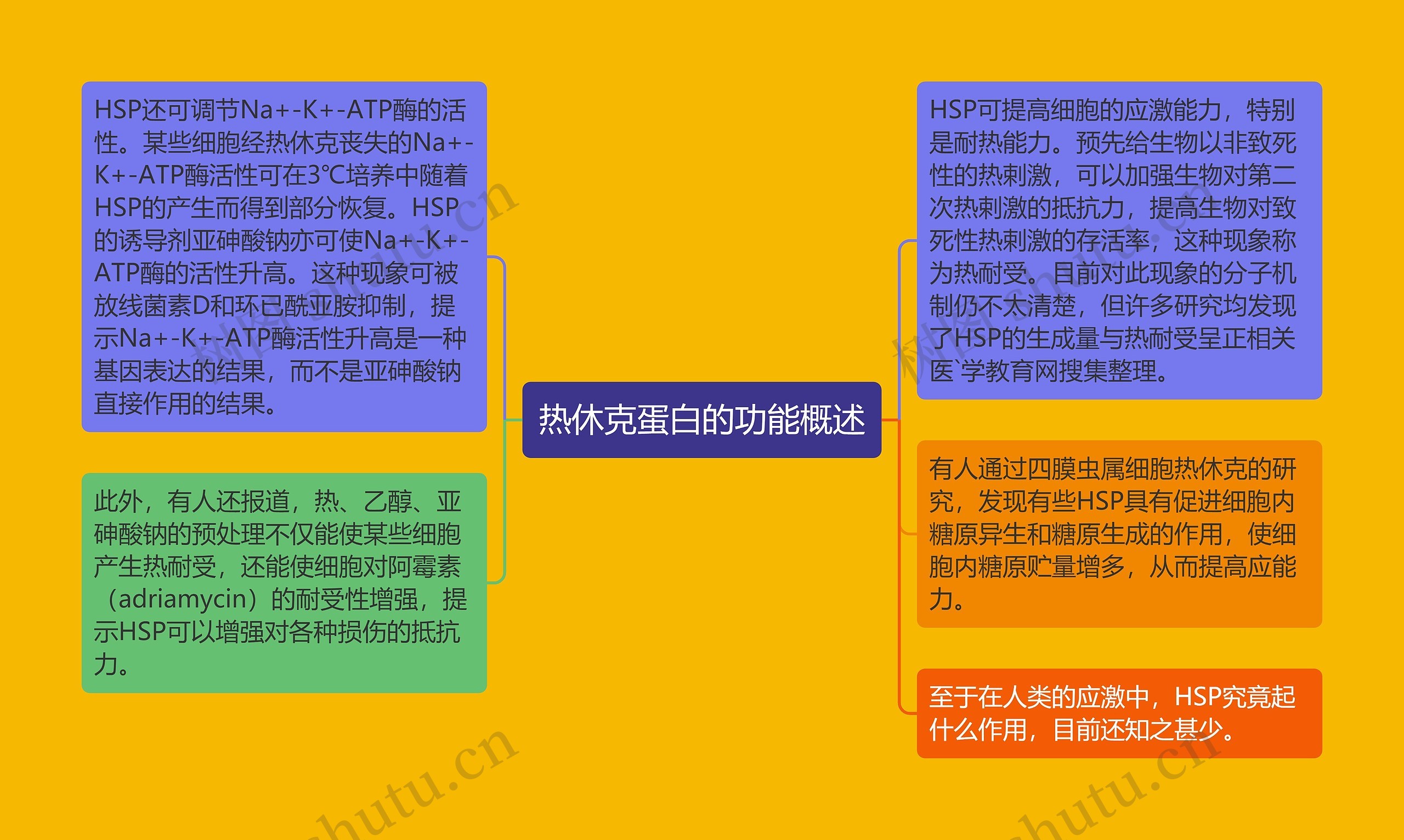 热休克蛋白的功能概述思维导图