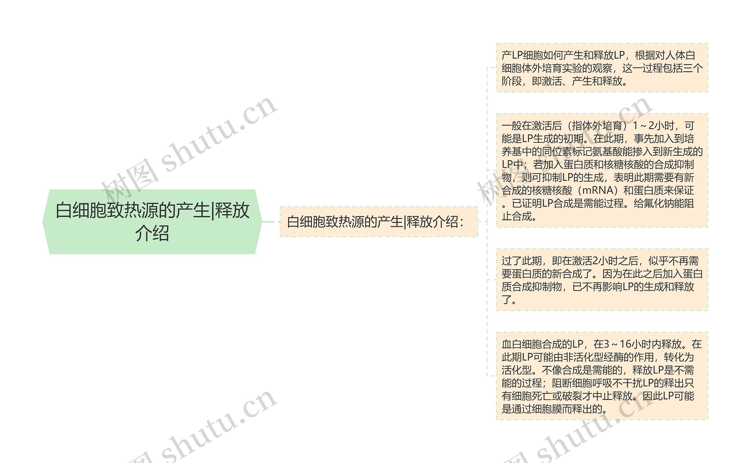 白细胞致热源的产生|释放介绍